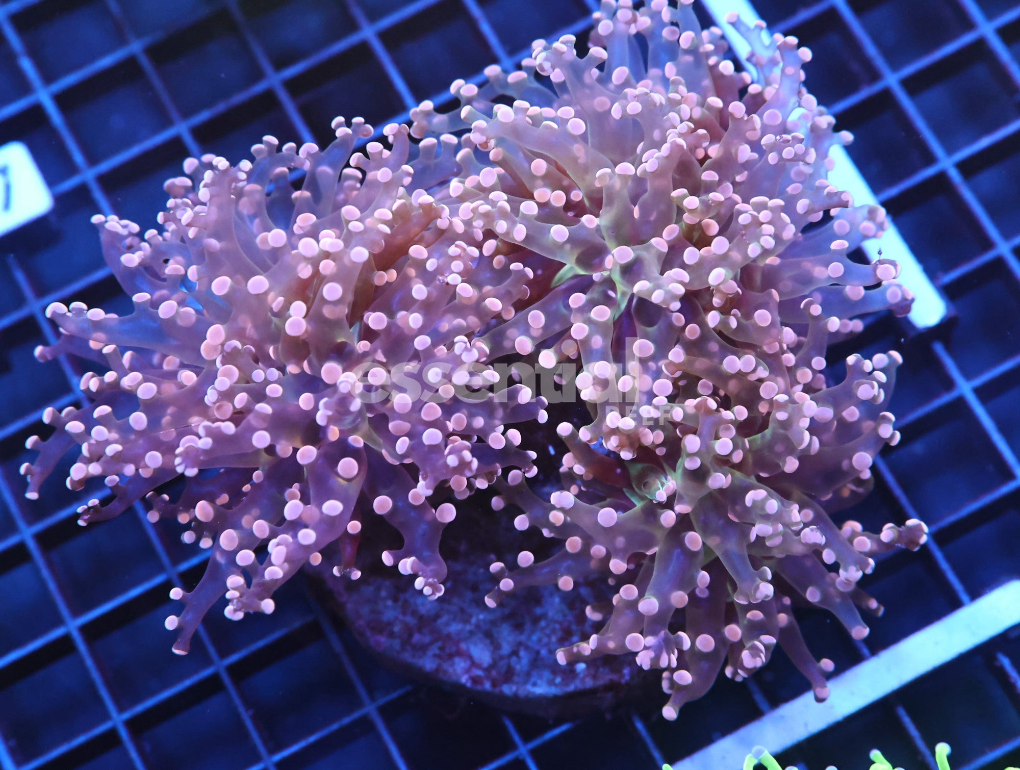 Watermarked - J12 - INDO FROGSPAWN BRANCH ORANGE 3 HEAD