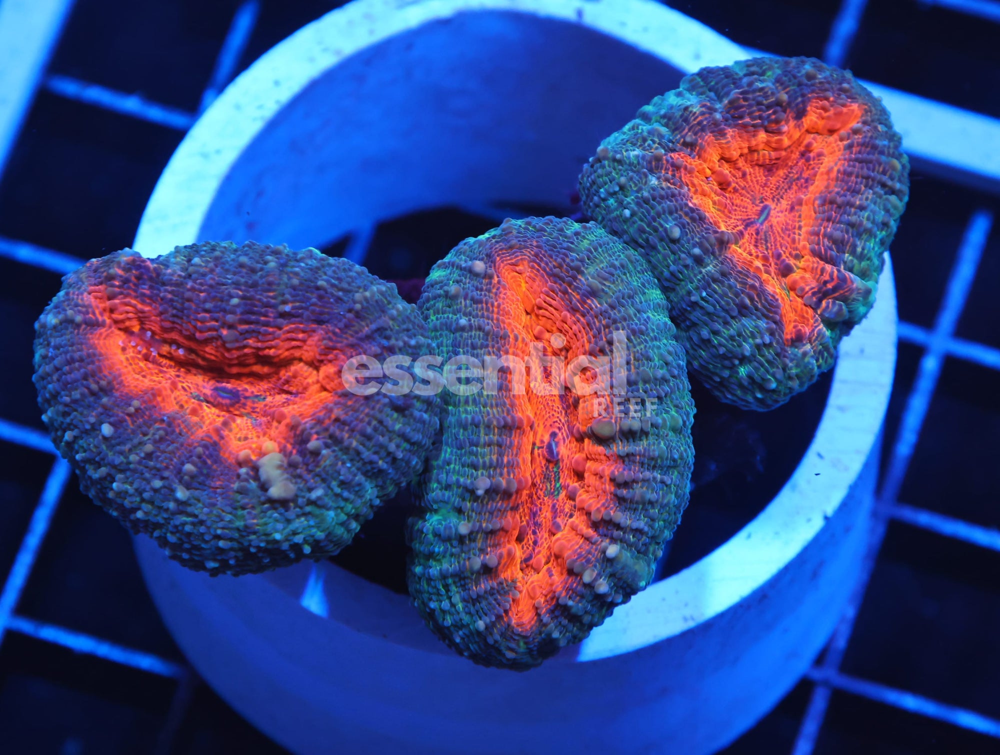 Watermarked - H15 - INDO ORANGE CORE LOBO
