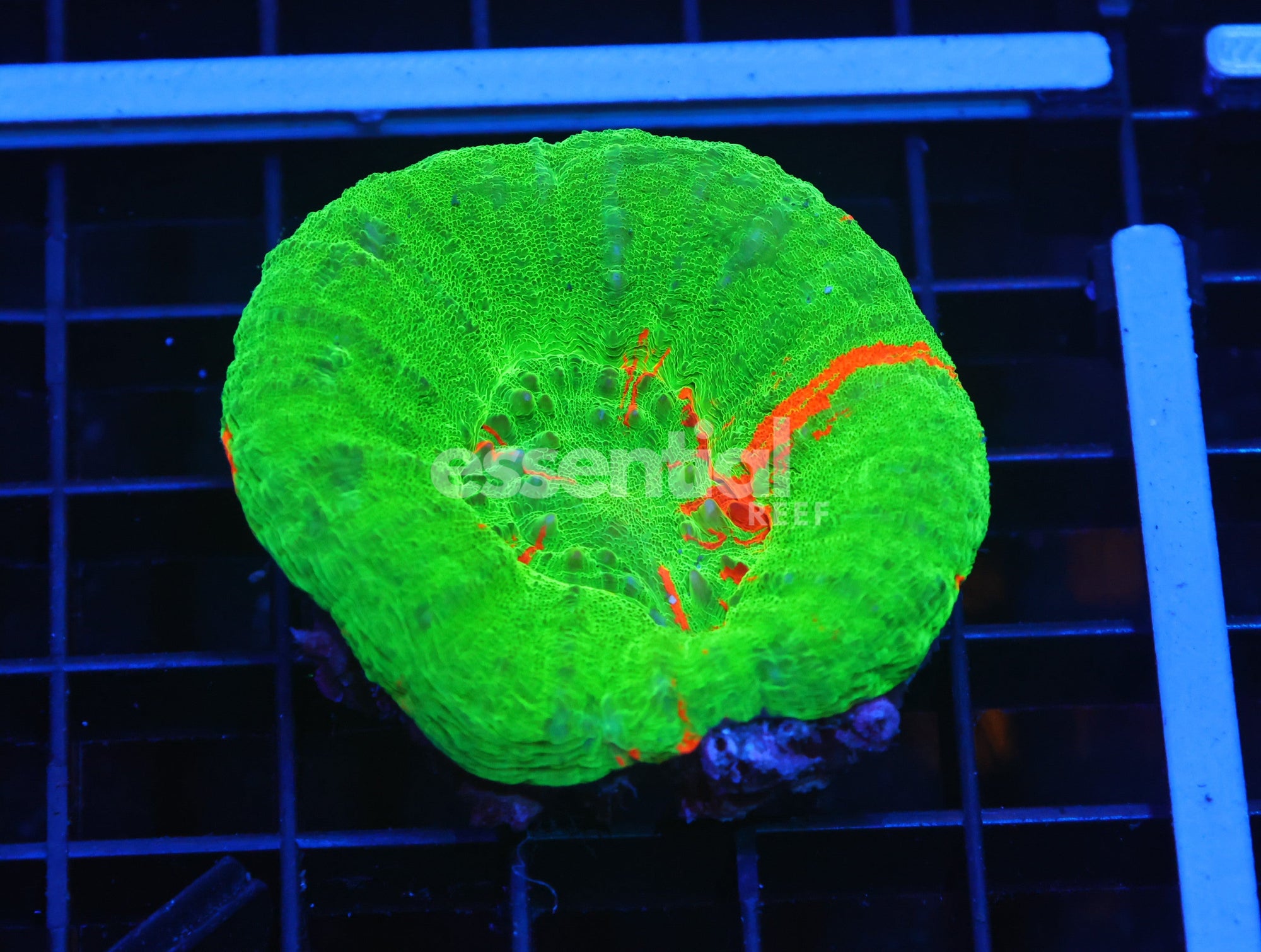 Watermarked - H71 - Aussie Bleeding Apple Scolymia Australis