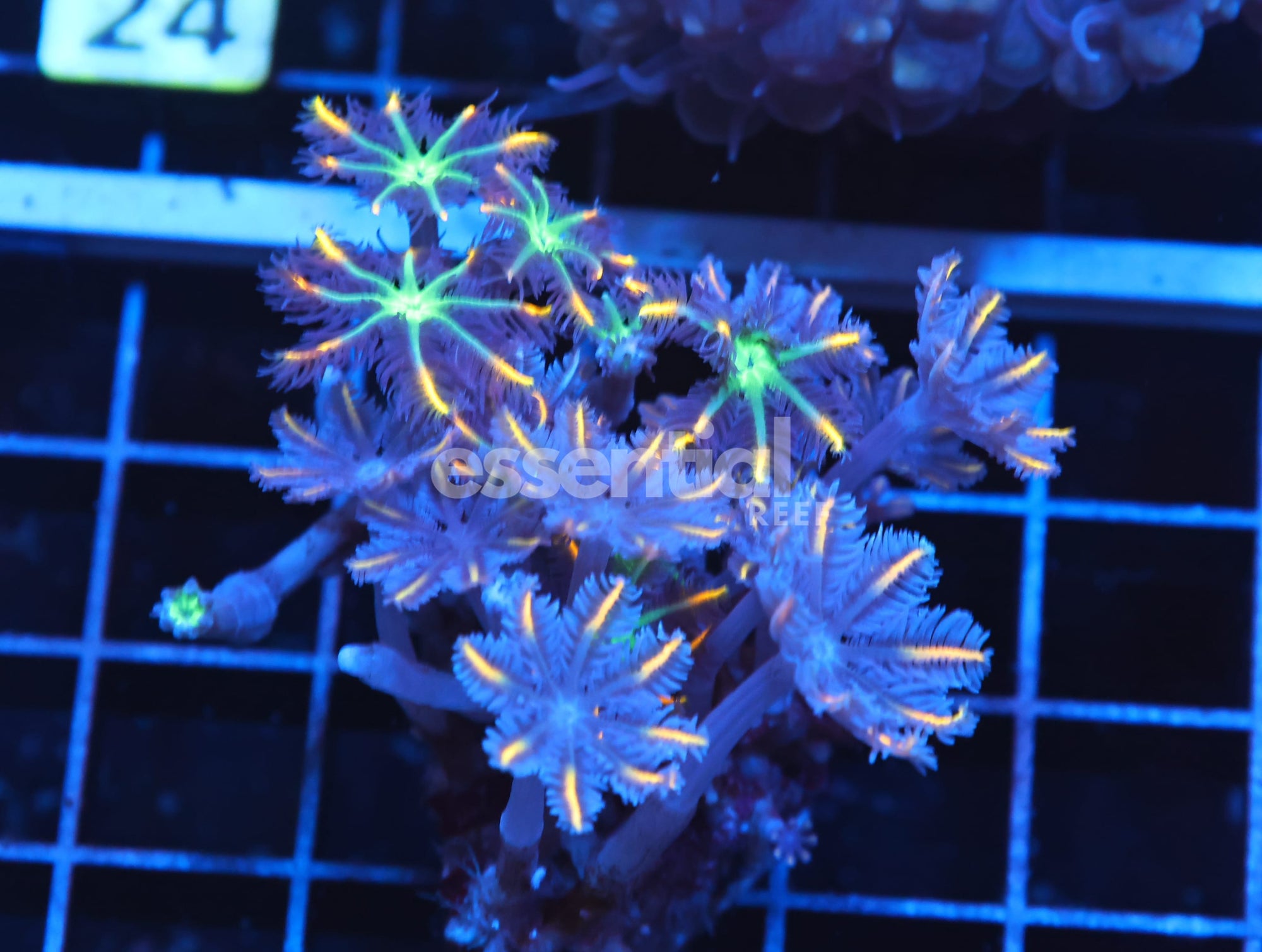 Watermarked - H19 - INDO GLOVE POLYP FIREWORKS