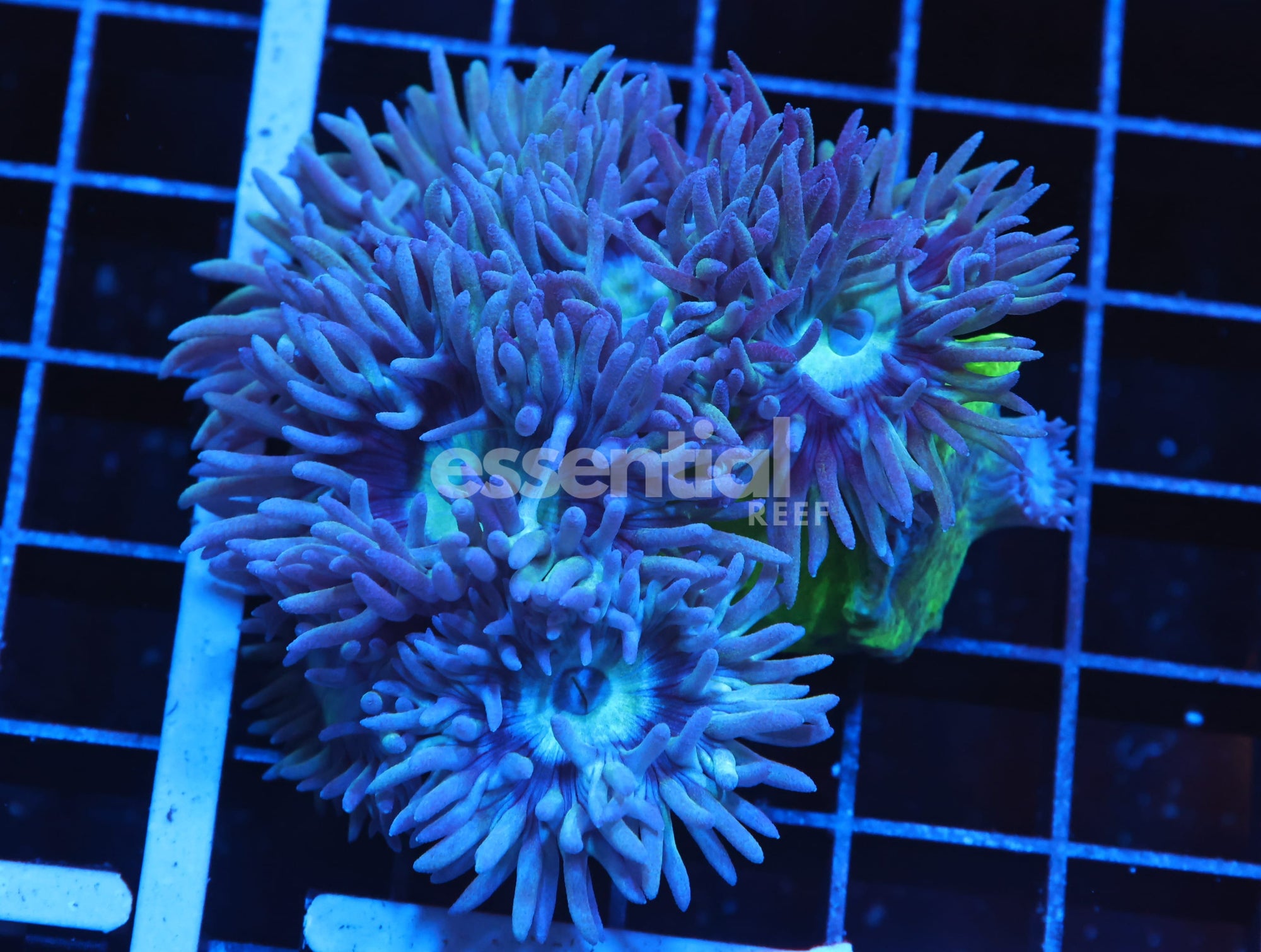 Watermarked - H20 - AUSSIE METALLIC GREEN DUNCAN COLONY 7 POLYPS