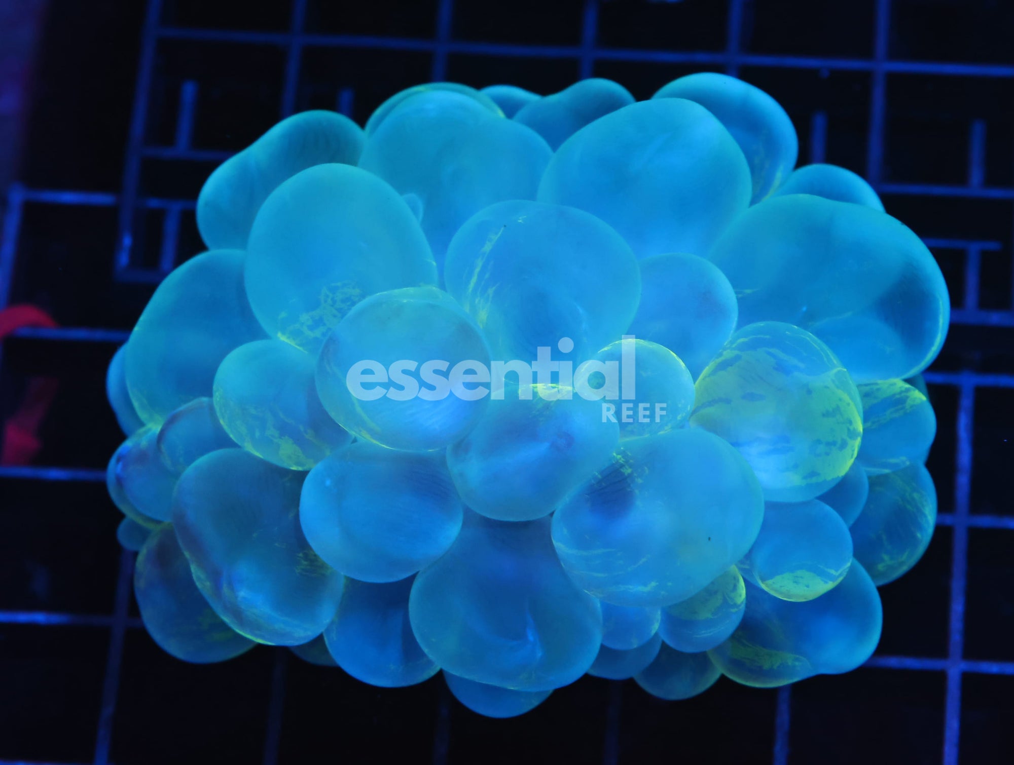 Watermarked - H21 - AUSSIE METALLIC GLOW BUBBLE CORAL
