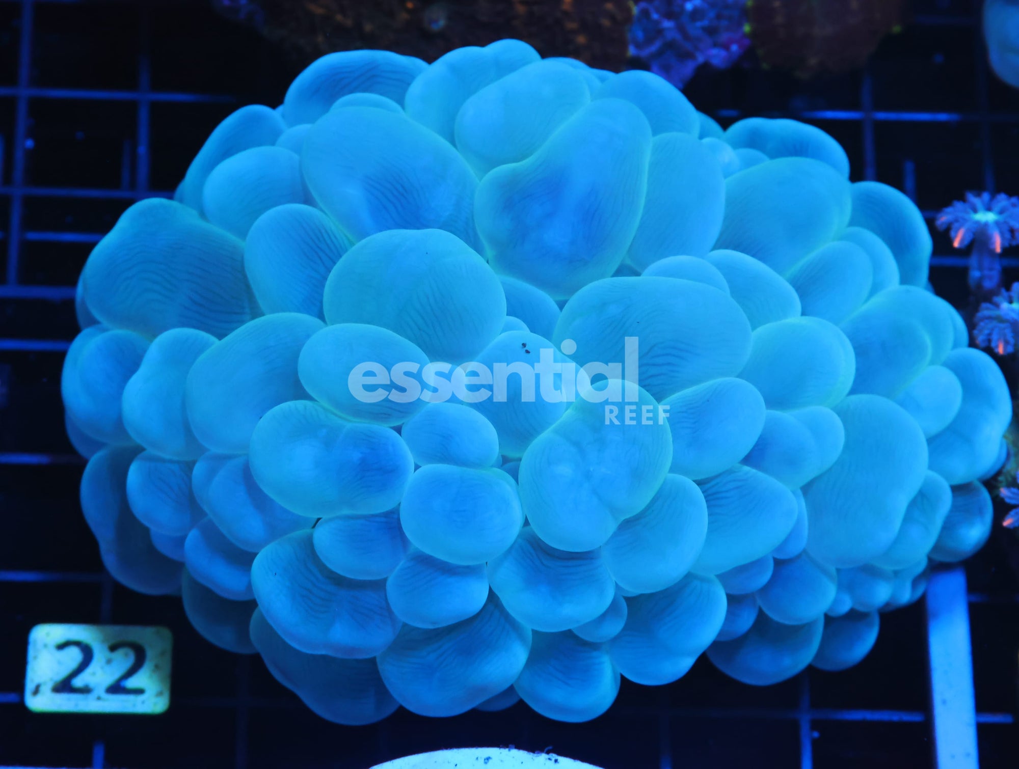 Watermarked - H22 - AUSSIE BUBBLE CORAL
