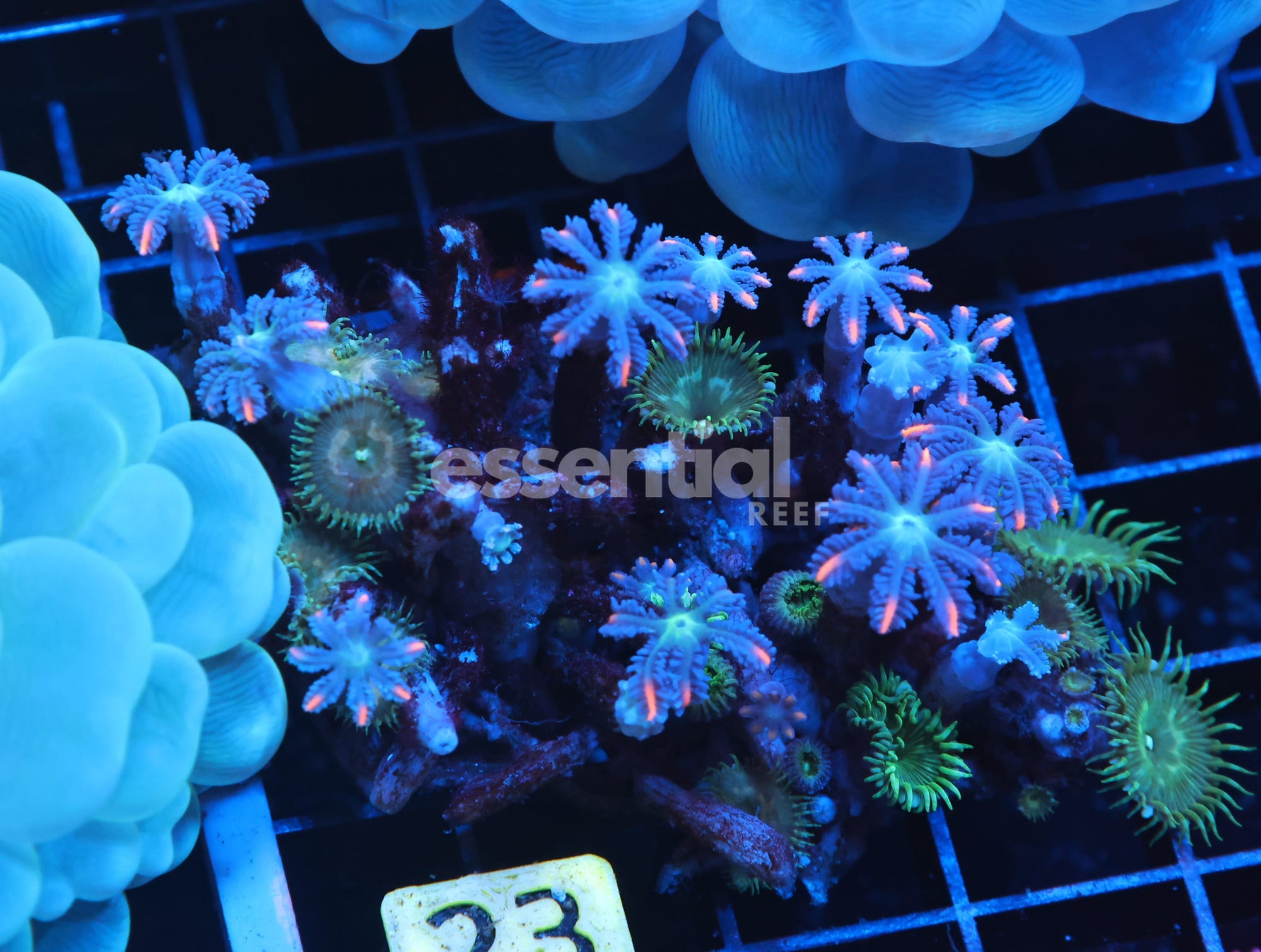 Watermarked - H23 - INDO GLOVE POLYP FIREWORKS