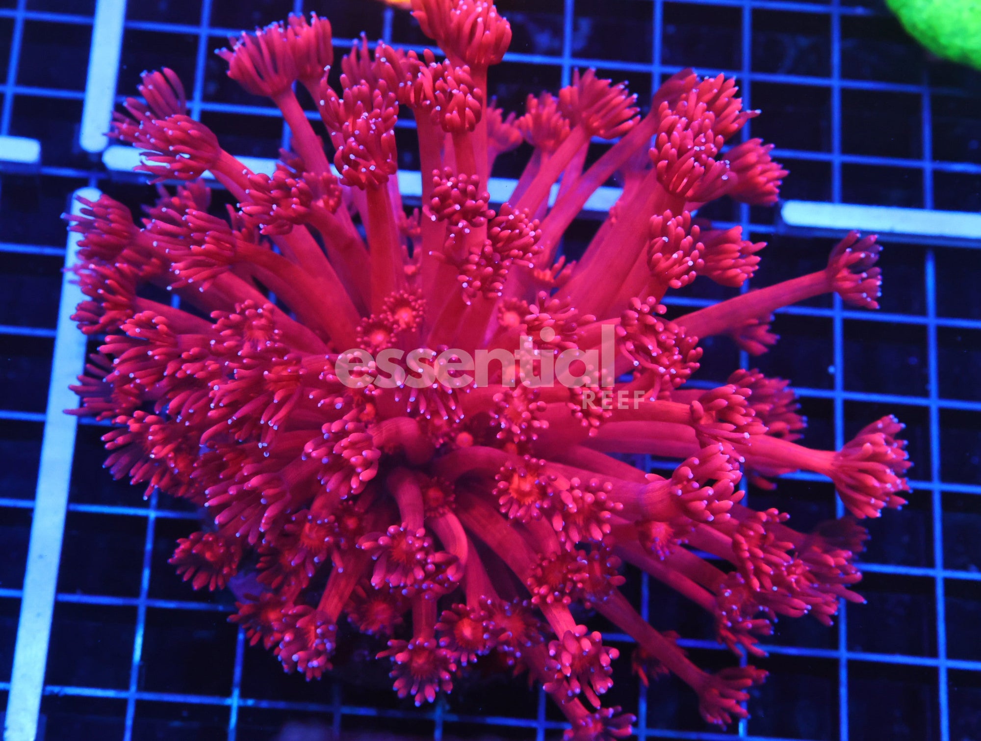 Watermarked - H77 - Indo Ruby Red Goniopora