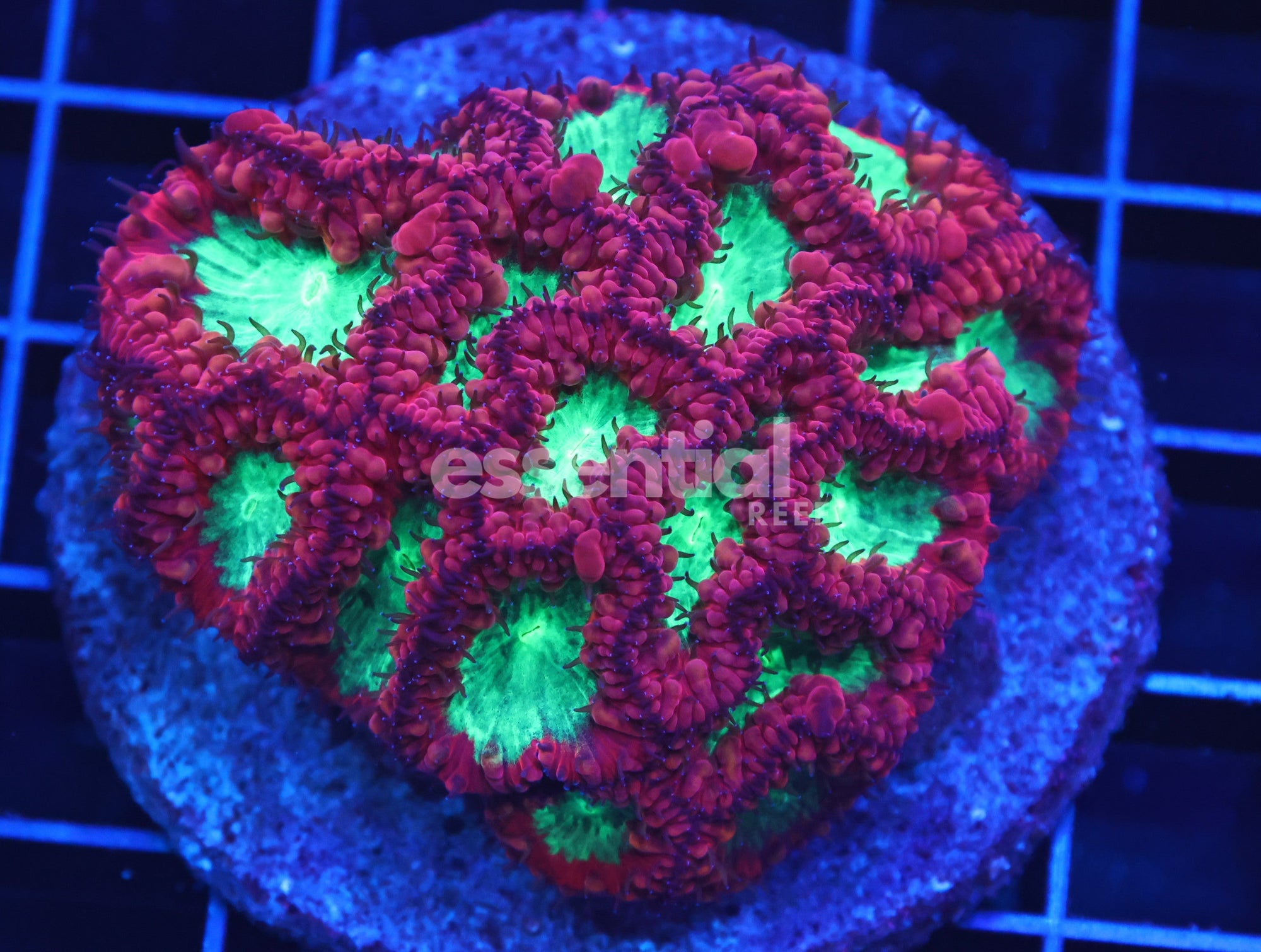 Watermarked - H78 - Indo Candy Apple Red Blasto