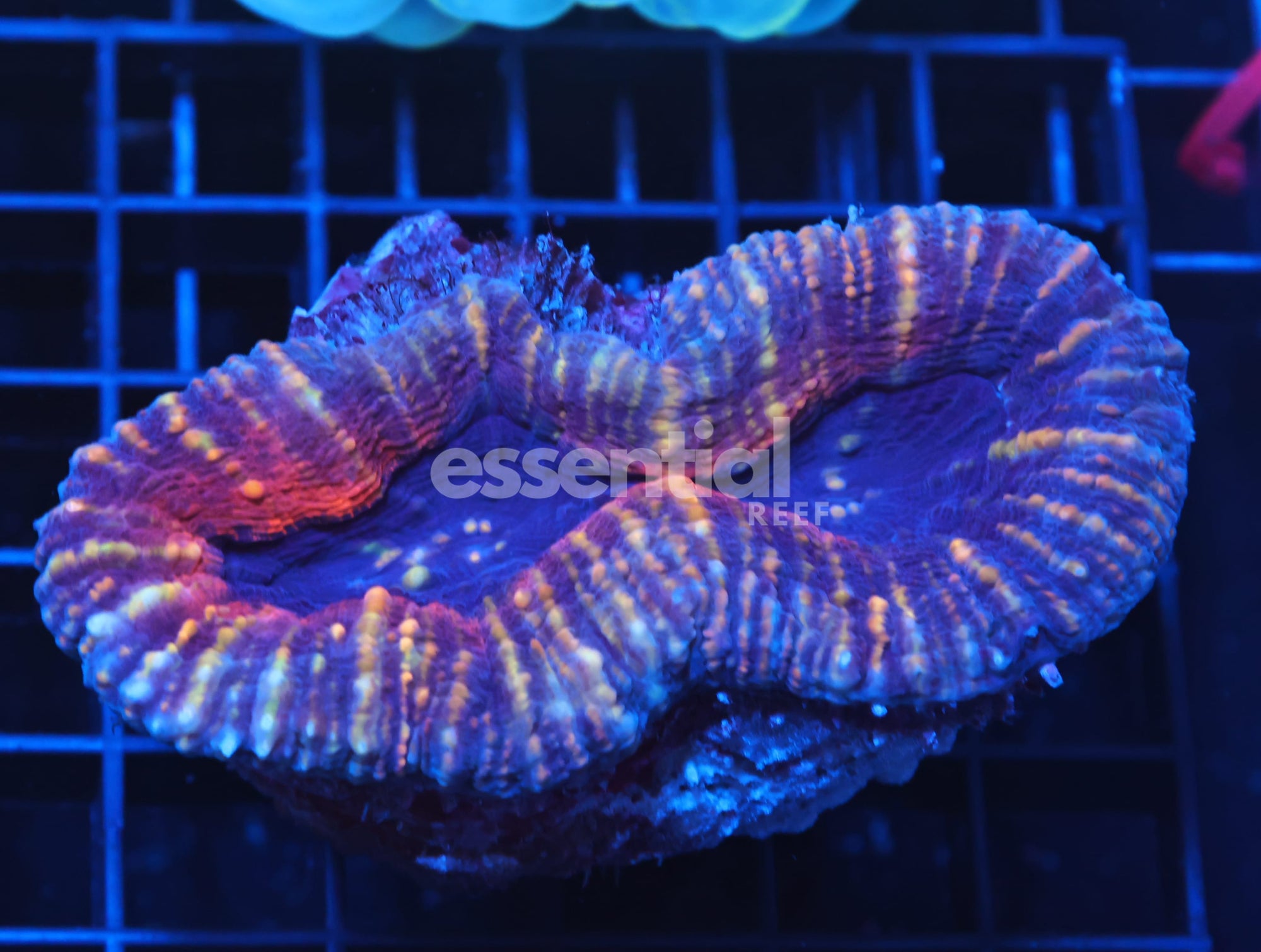 Watermarked - H26 - INDO COLOR LOBO