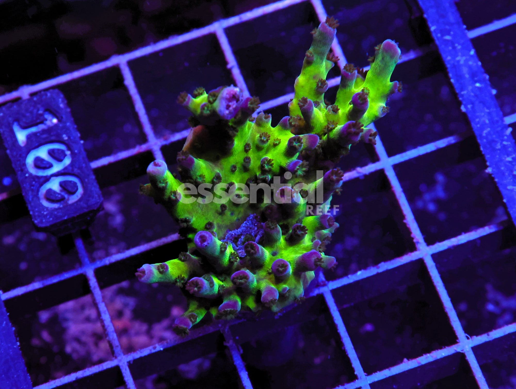 Watermarked - O100 - SDC Aus Gold Tort Acro XL Frag
