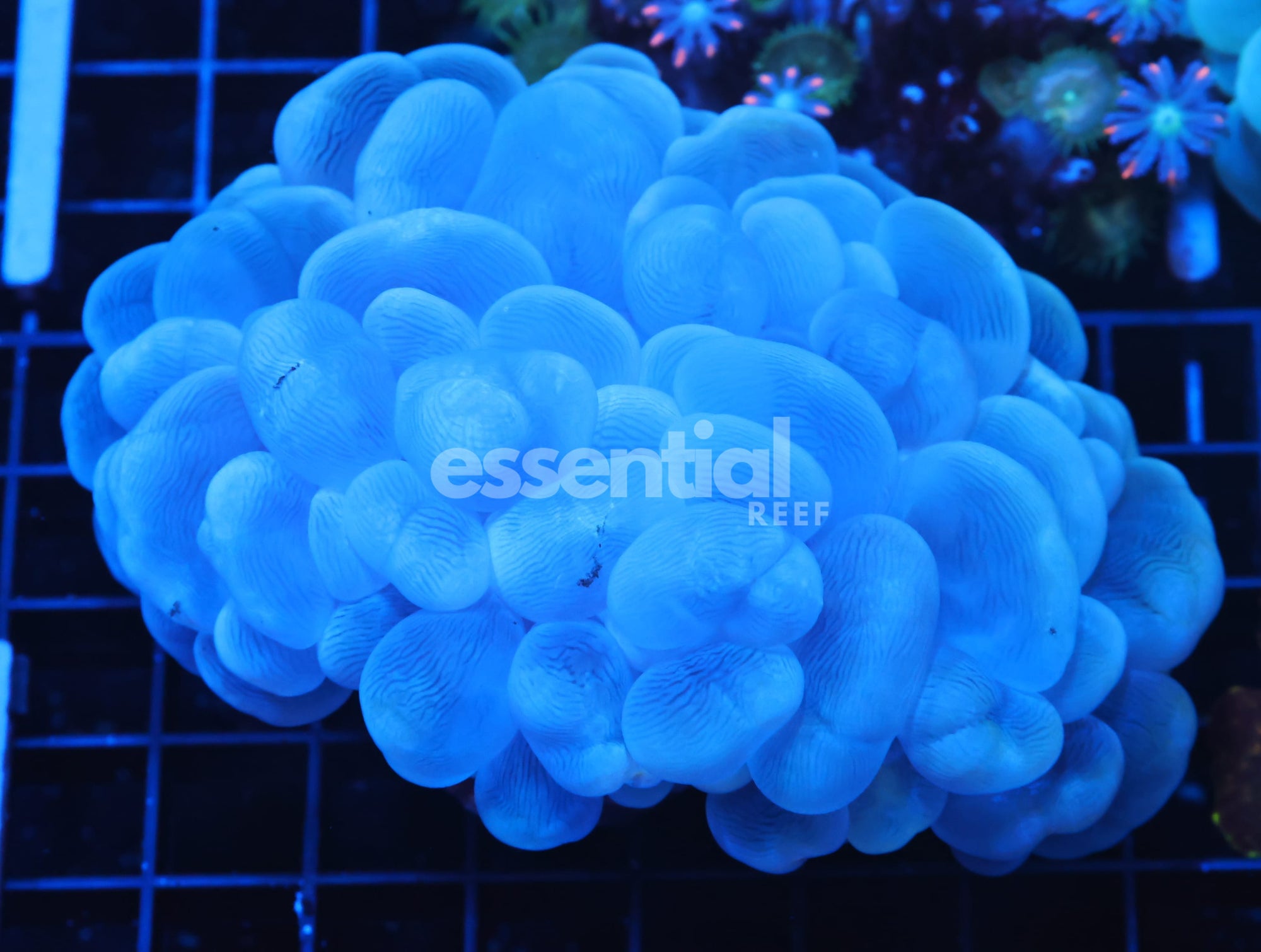 Watermarked - H28 - AUSSIE BUBBLE CORAL