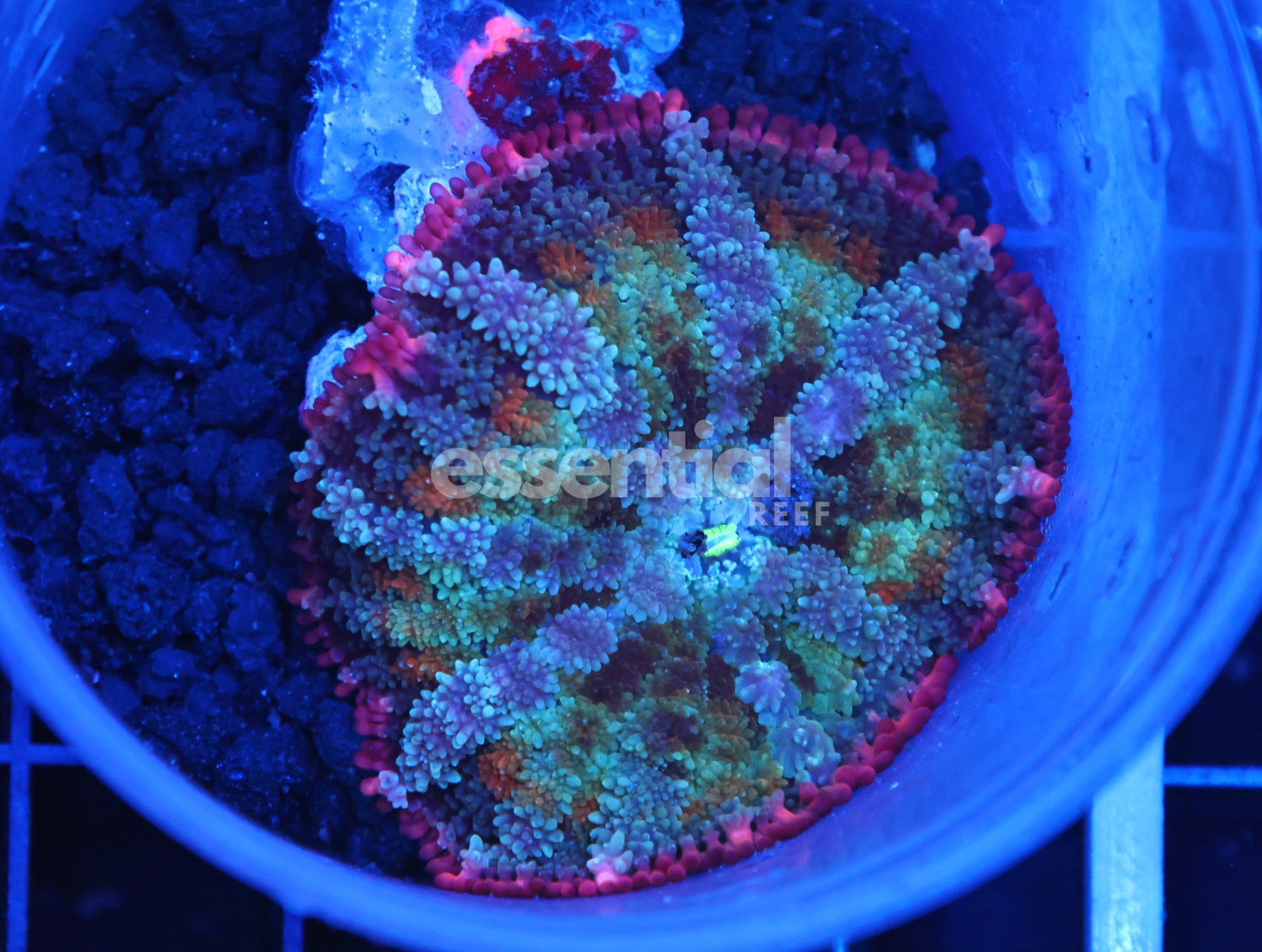 Watermarked - H84 - Frankenstein Rhodactis Mushroom