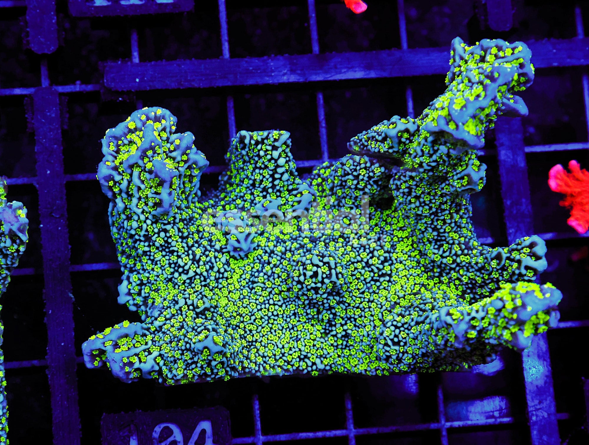 Watermarked - O104 - SDC Tubbs Stellata Monti Encrusting XXL Frag
