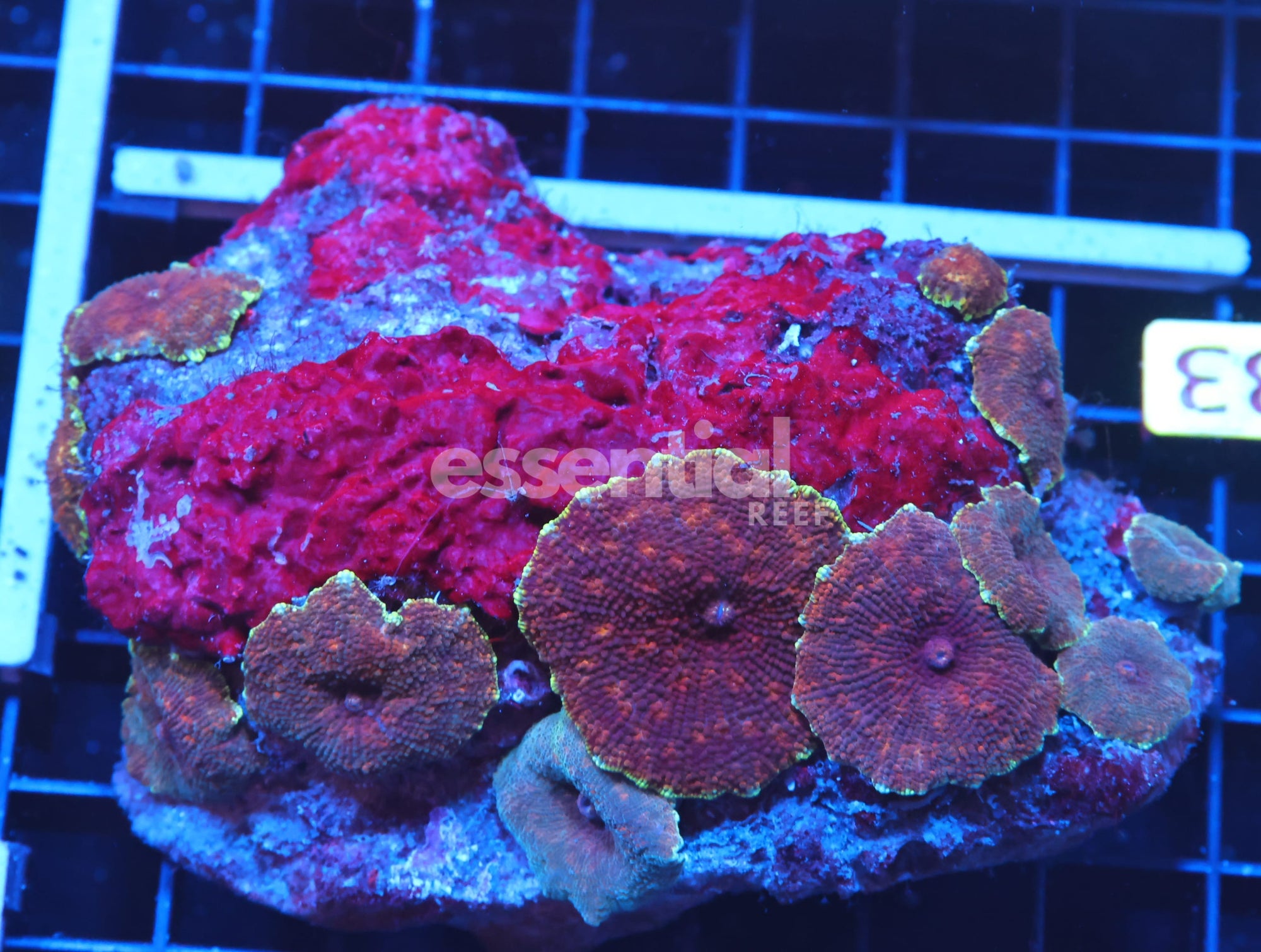 Watermarked - H33 - SPECKLED TOAD DISCO MUSHROOM