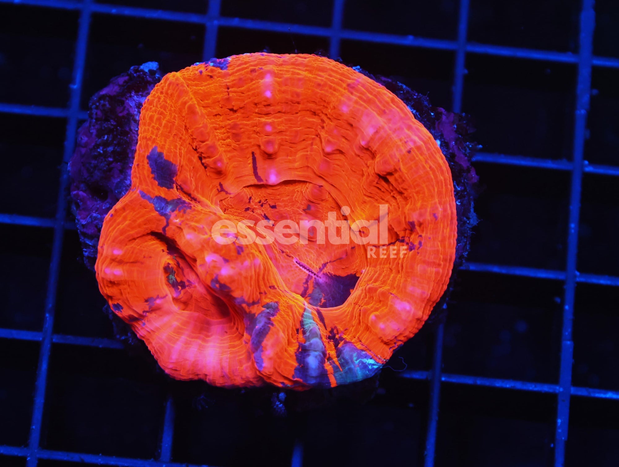 Watermarked - H35 - AUSSIE BRIGHT ORANGE SCOLYMIA AUSTRALIS
