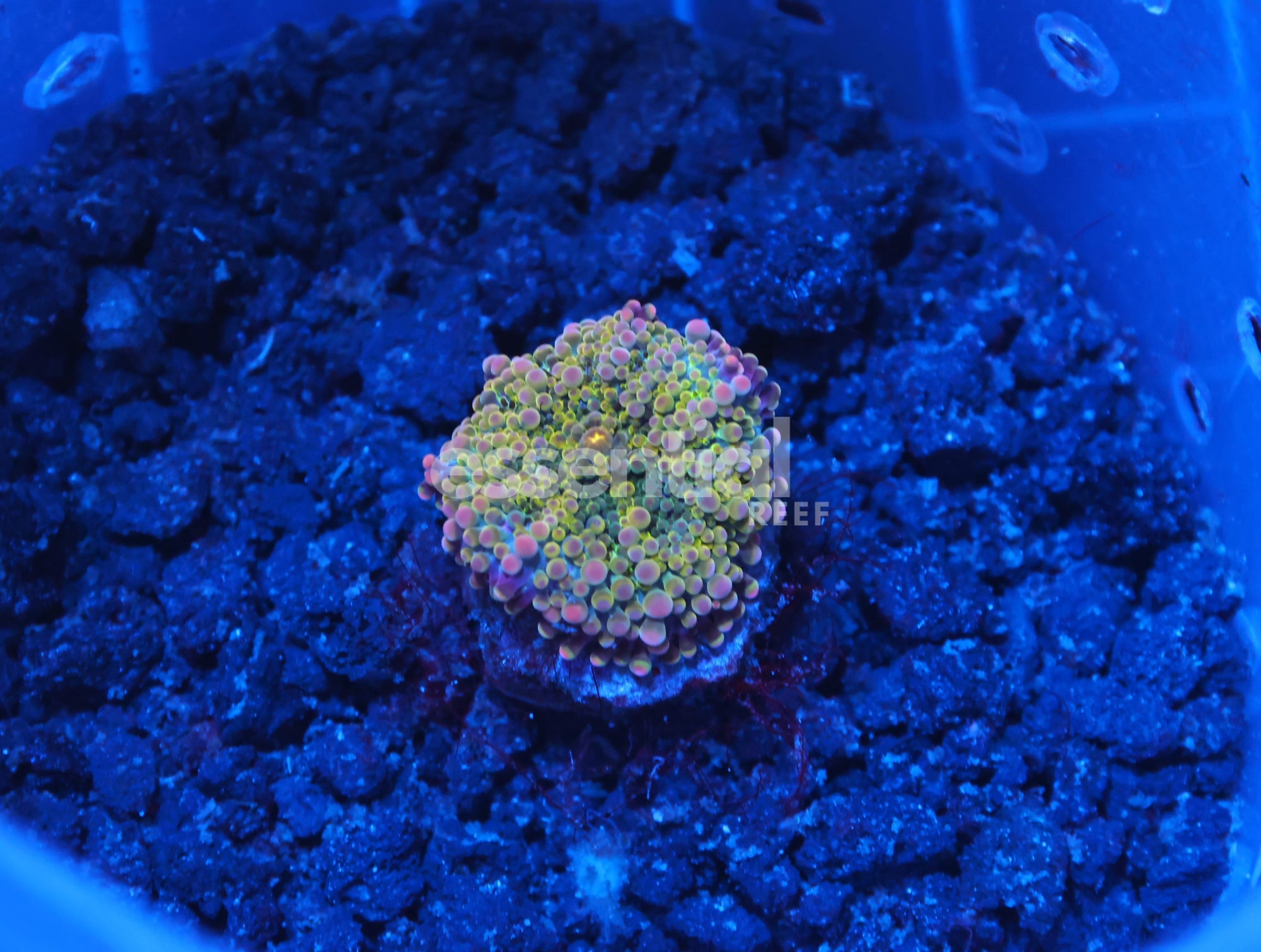 Watermarked - H36 - SOLOMON GOLDEN PRINCESS RICORDEA MUSHROOM