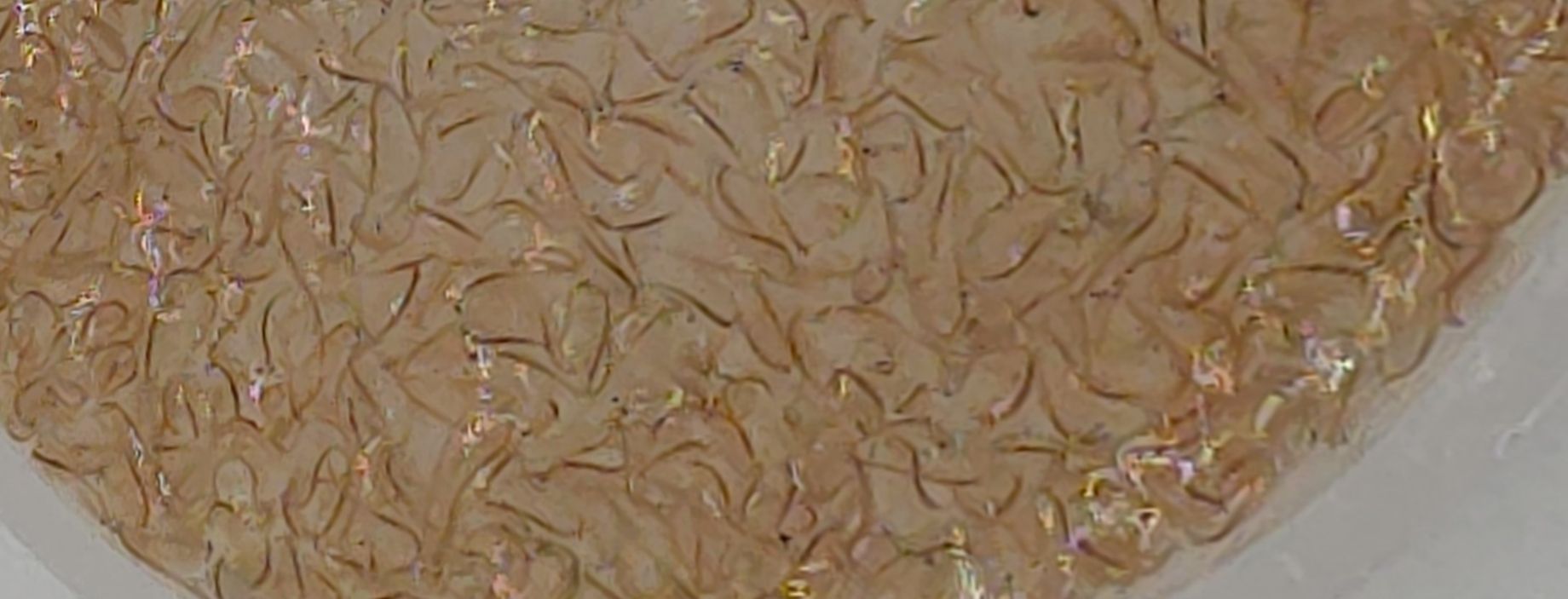Live Brine Shrimp
