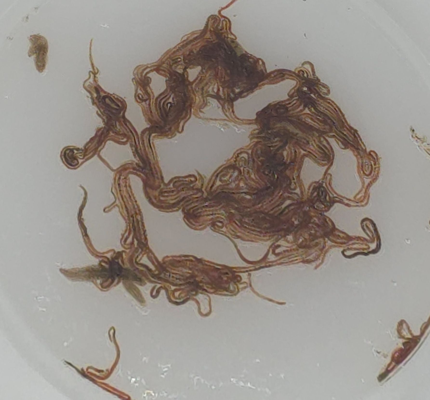 Live Black Worms