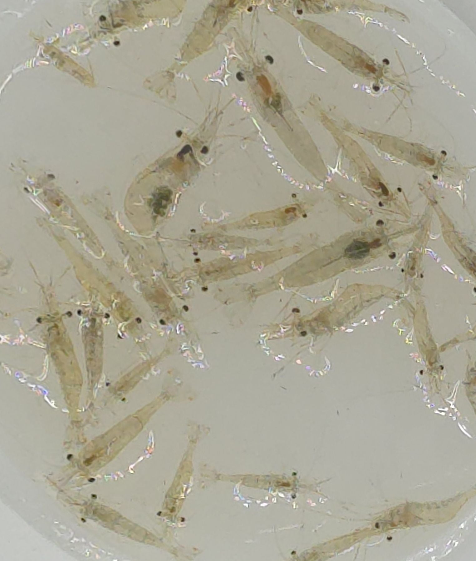 Live Ghost Shrimp