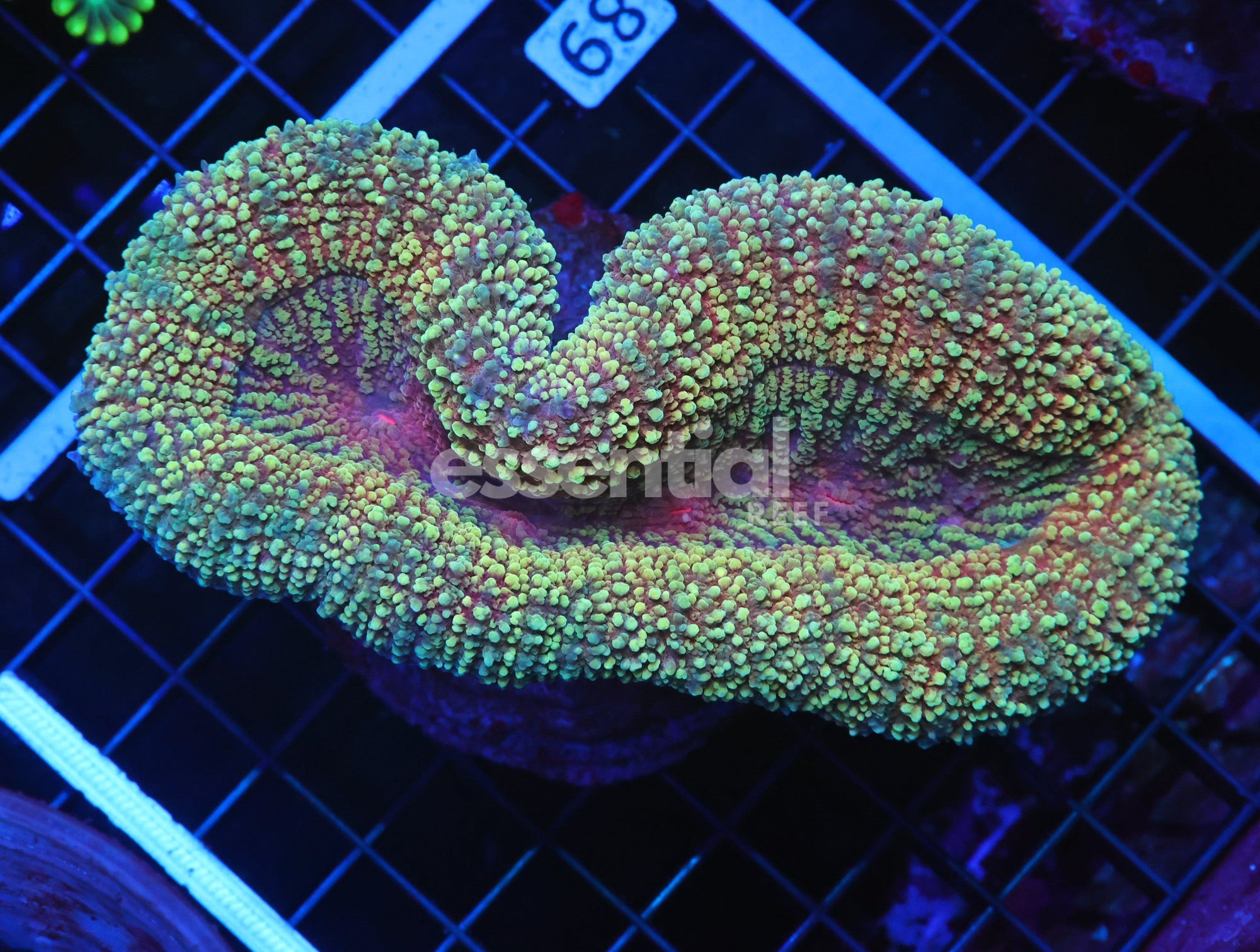 Watermarked - H89 - Indo Gold Dust Carpet Lobo