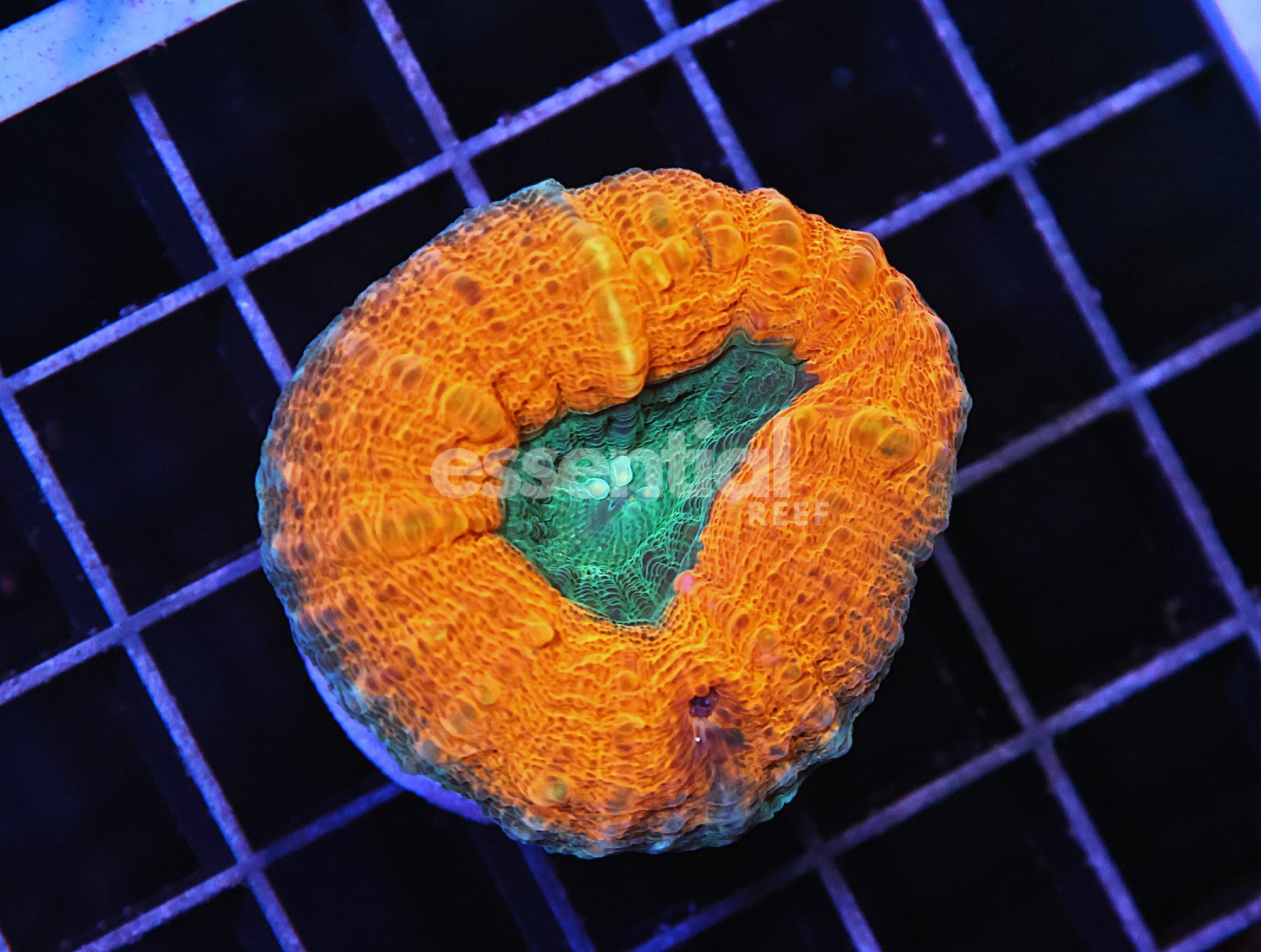 Watermarked - H92 - AUSSIE GOLD RUSH LOBO