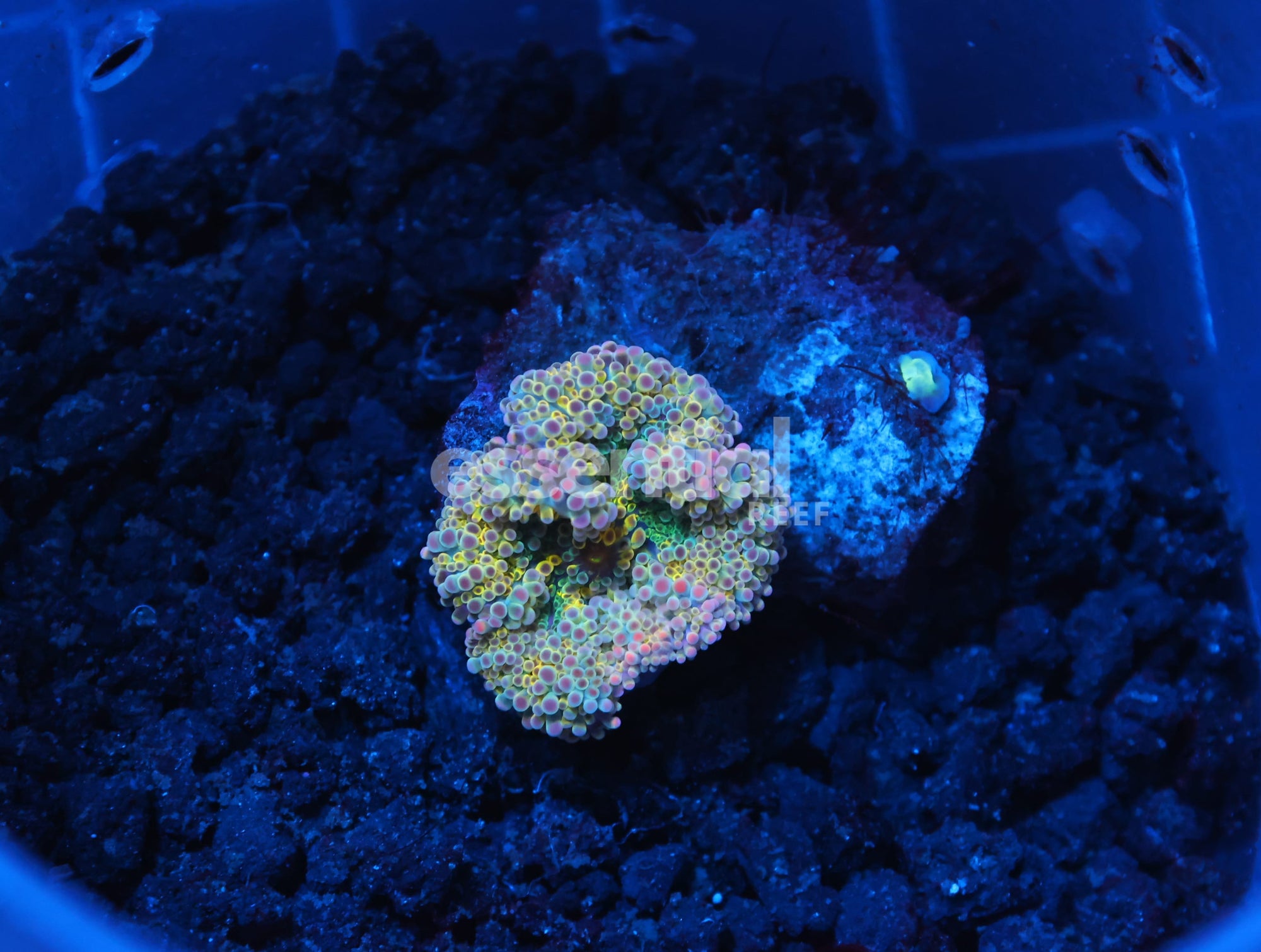 Watermarked - H41 - SOLOMON GOLDEN PRINCESS RICORDEA MUSHROOM
