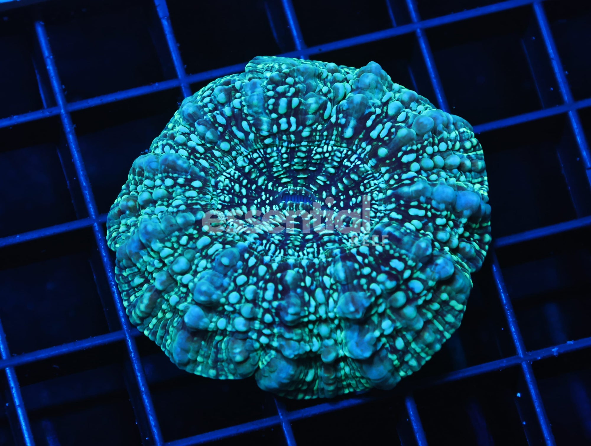 Watermarked - H42 - AUSSIE SPEARMINT ACANTHOPHYLLIA