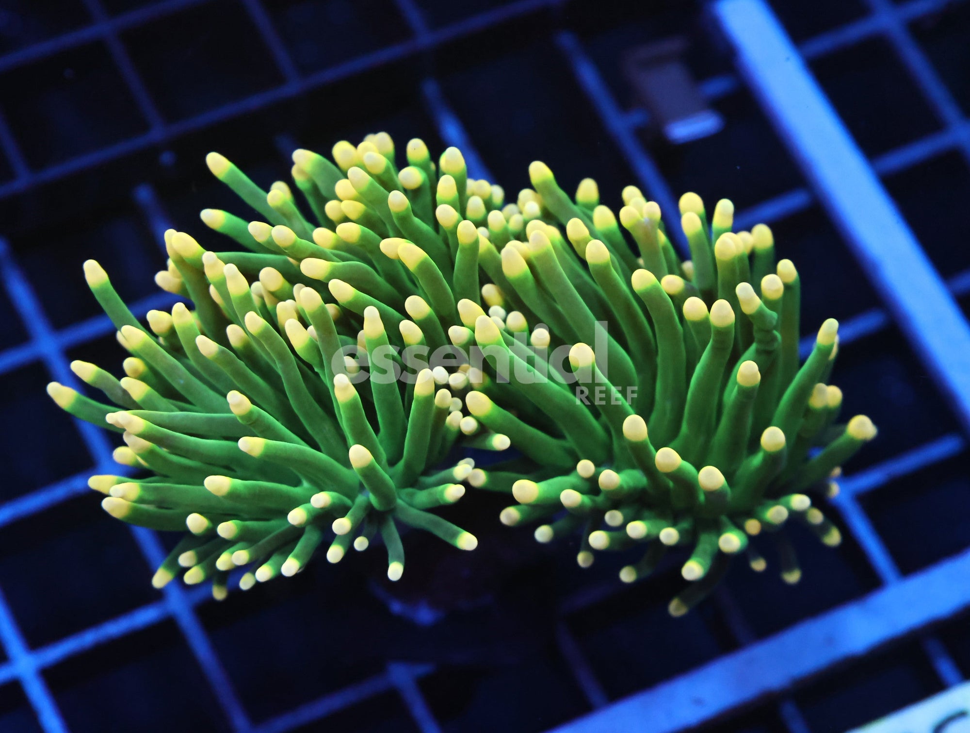 Watermarked - J27 - INDO TORCH GREEN VARIANT 3 HEAD
