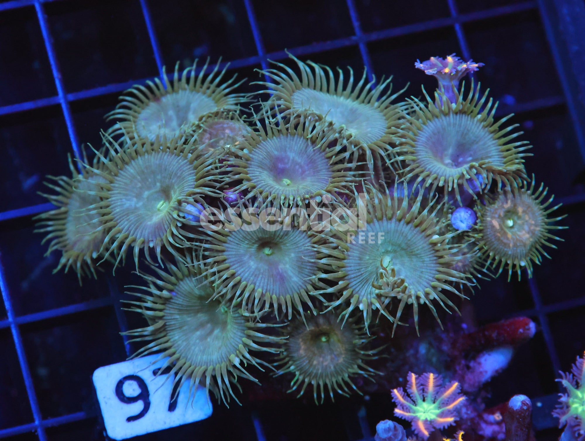 Watermarked - H97 - Indo Metallic Zoa