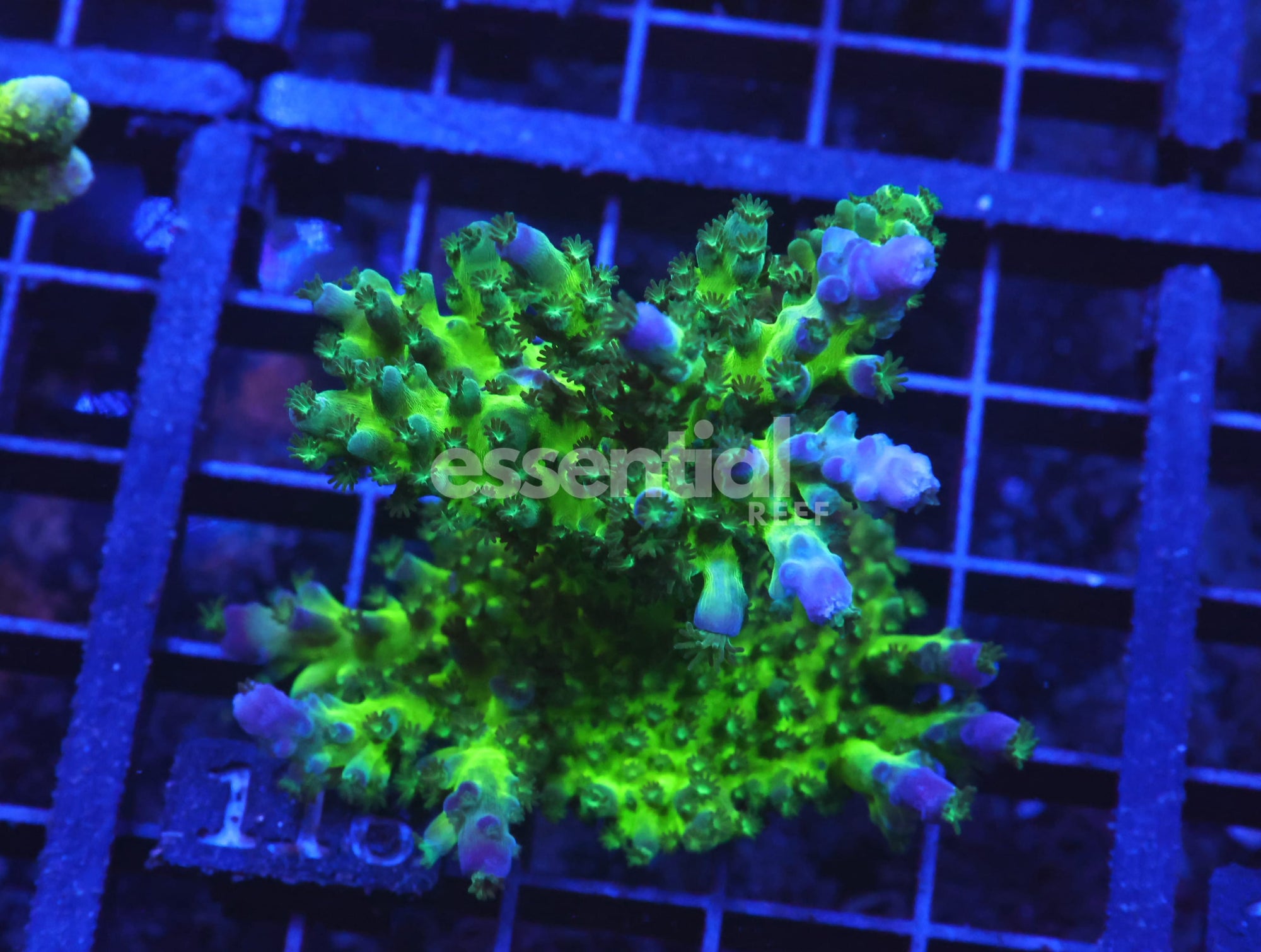 Watermarked - O116 - SDC Miyagi Tort Acro XXL Frag