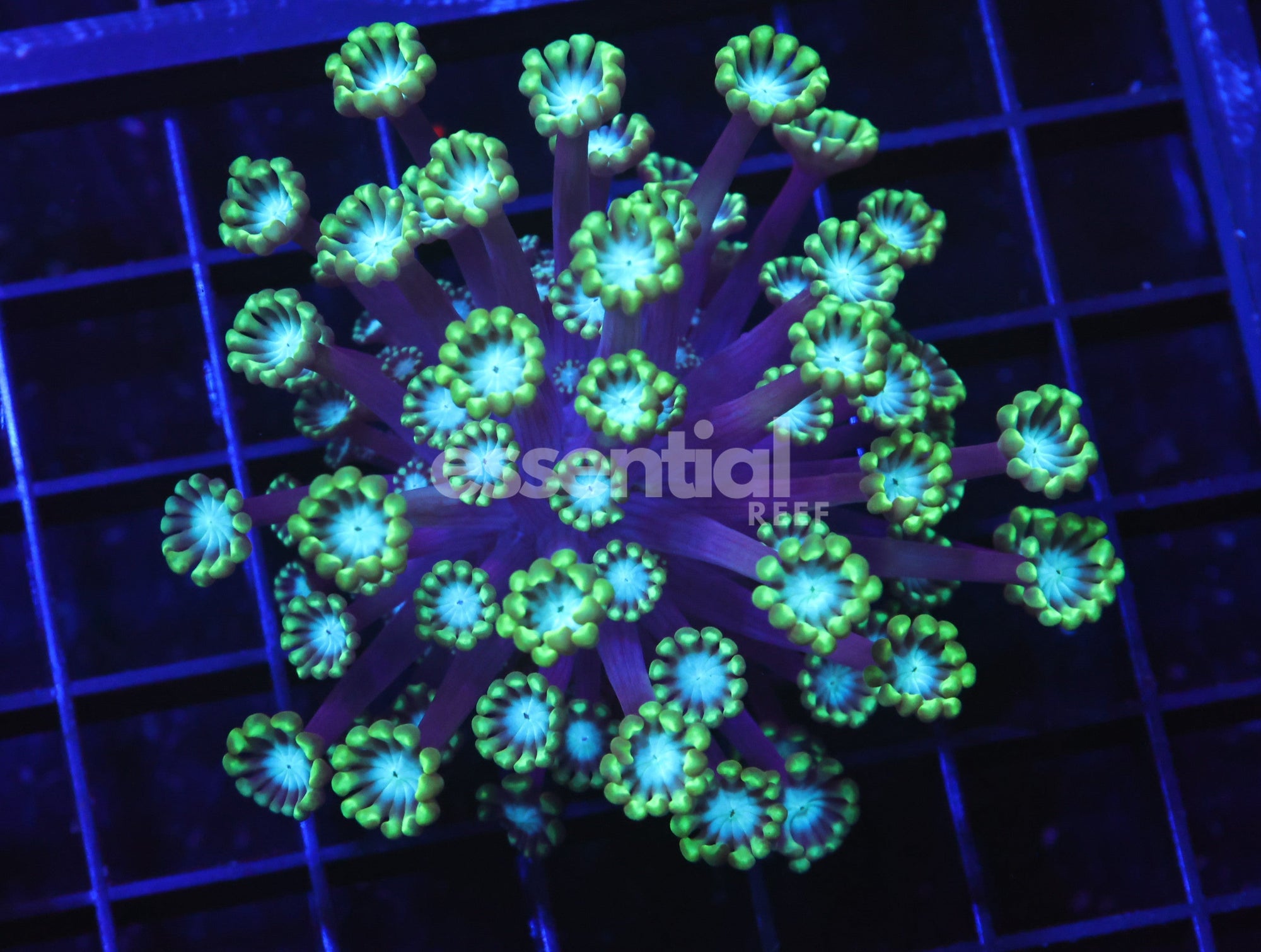 Watermarked - H99 - Aussie Metallic Tip Alveopora Cultured