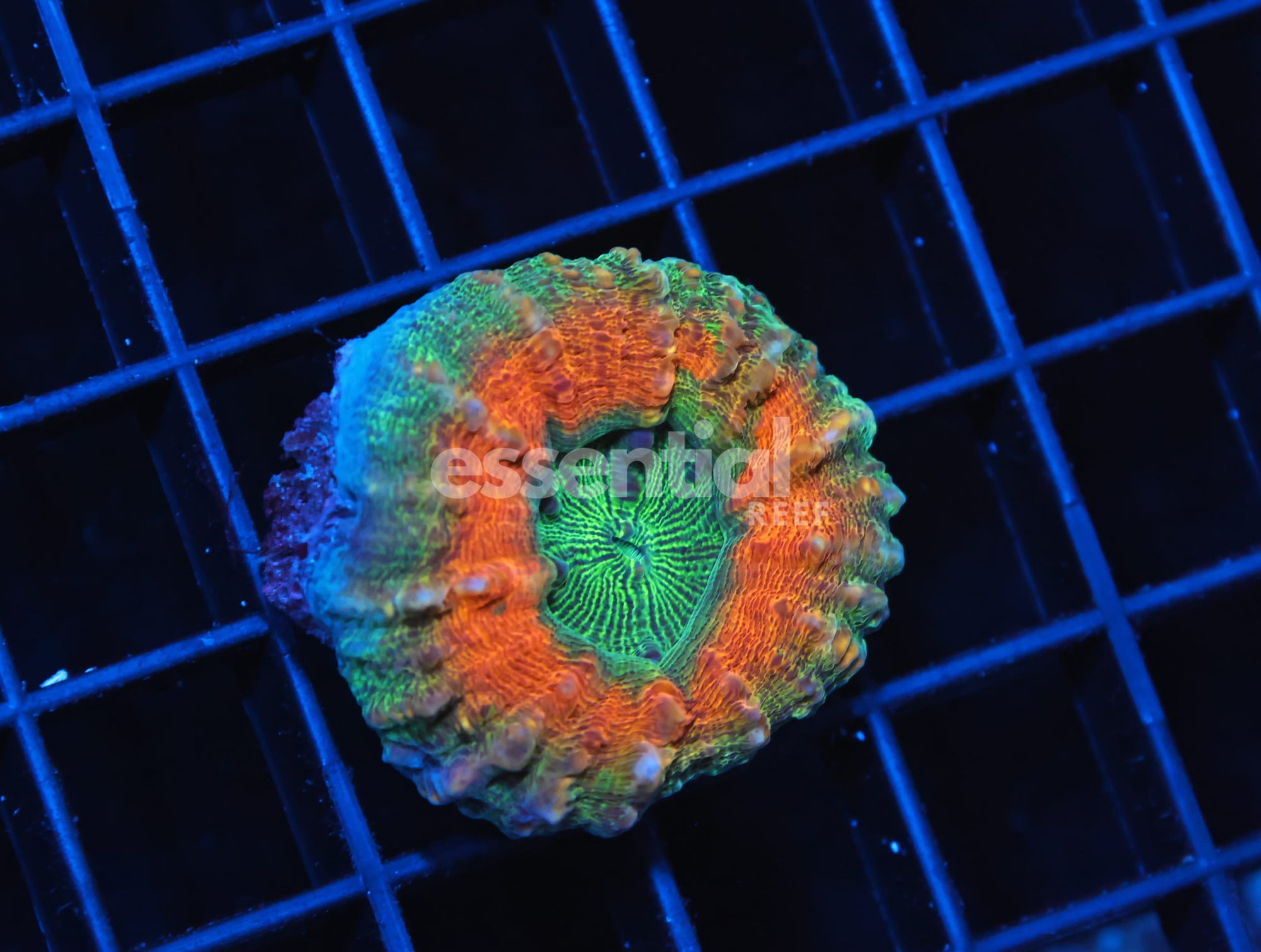 Watermarked - H47 - AUSSIE GOLD RUSH LOBO