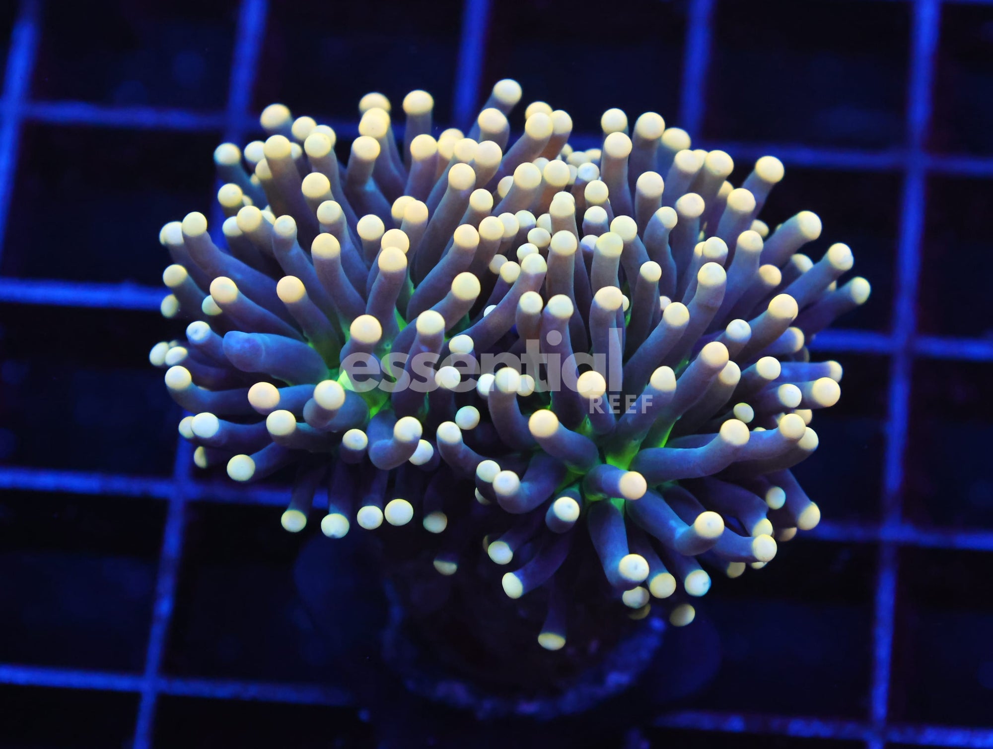 Watermarked - J19 - INDO TORCH BLACK LIGHT 1 HEAD