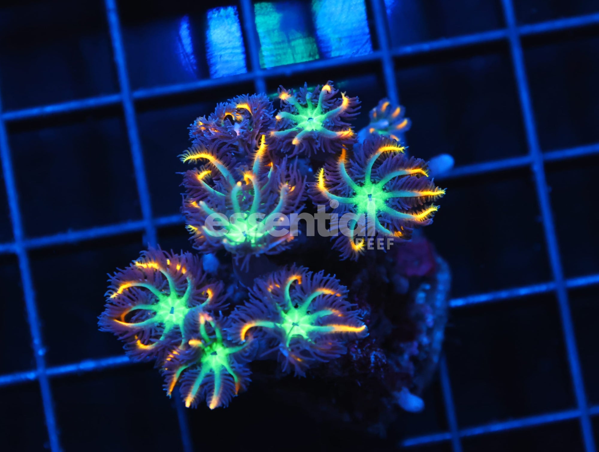 Watermarked - H49 - INDO GLOVE POLYP FIREWORKS