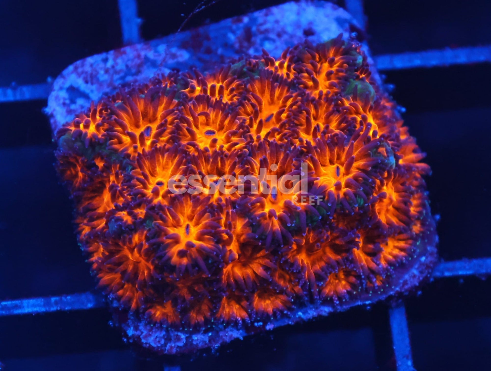 Watermarked - C602 -Almost Wysiwyg - SDC Orange Leptastrea
