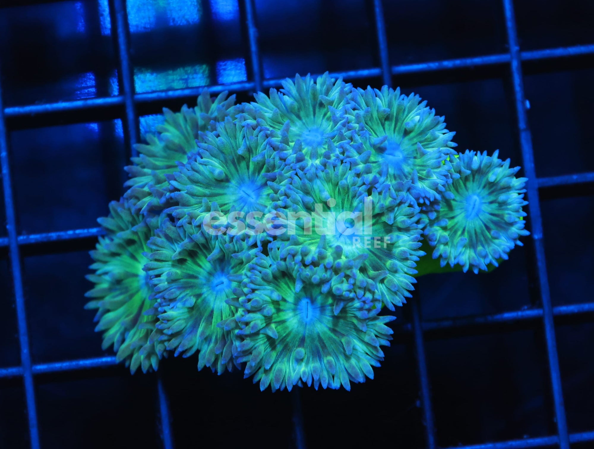 Watermarked - H52 - AUSSIE METALLIC GREEN DUNCAN COLONY 9 POLYPS