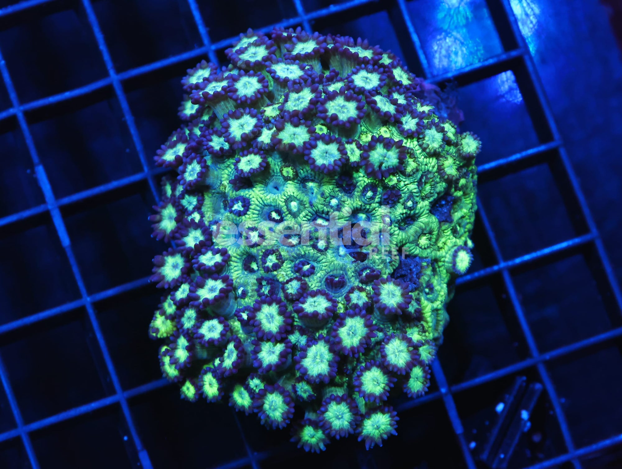 Watermarked - H55 - INDO GRAPE SPARKLES GONIOPORA