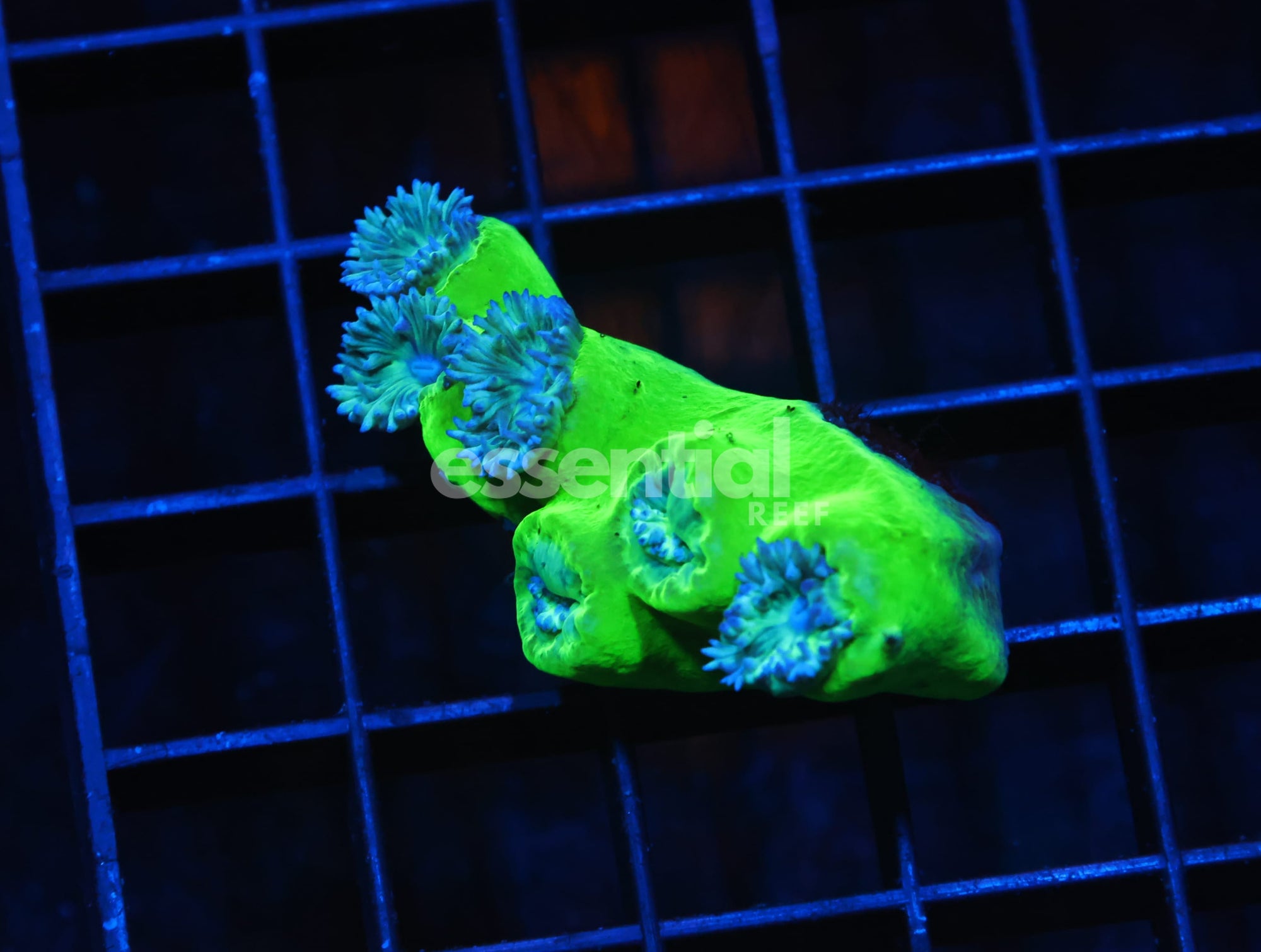Watermarked - H56 - AUSSIE METALLIC GREEN DUNCAN COLONY 5 POLYPS