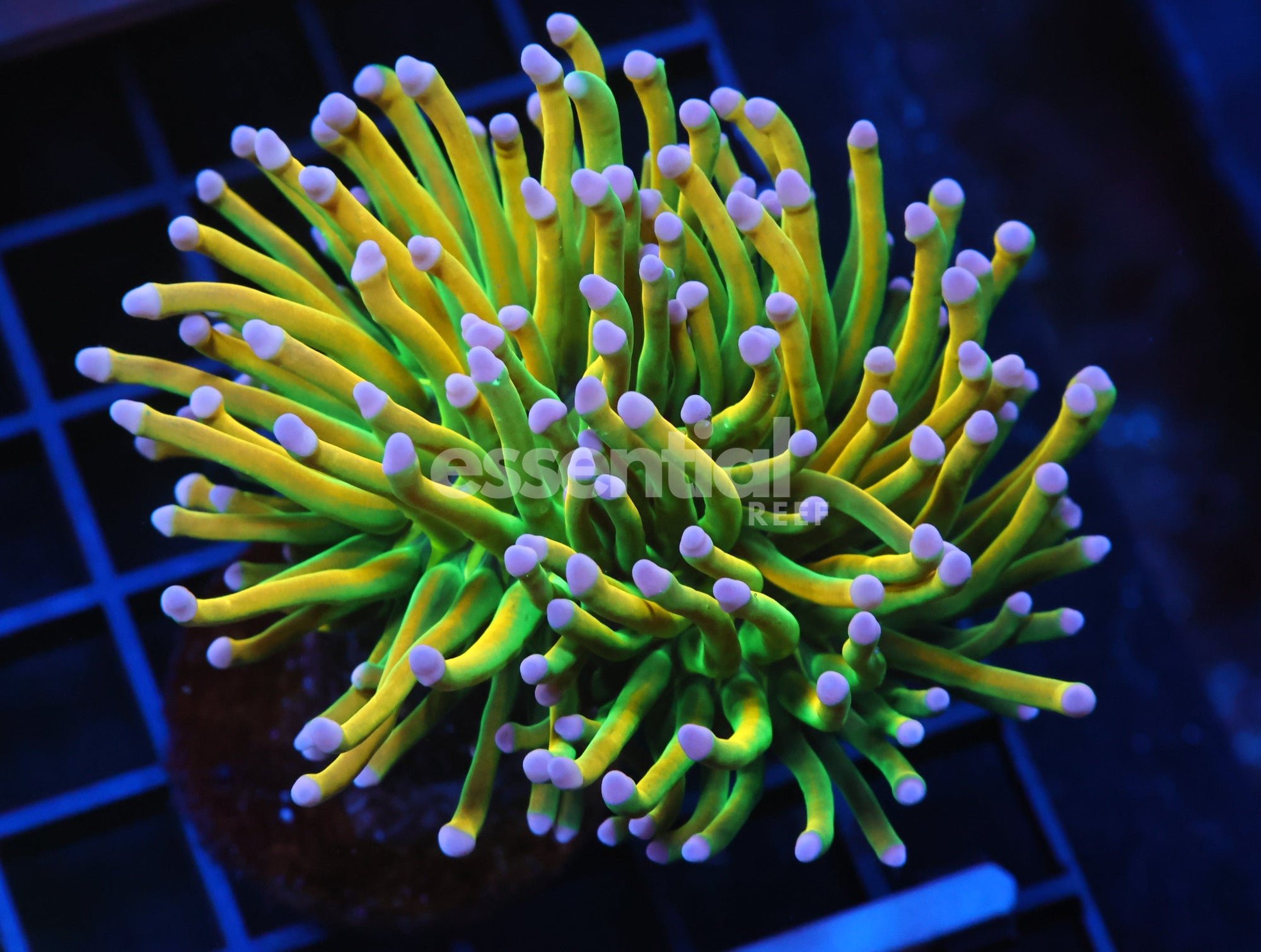 Watermarked - J60 - Malaysia Torch Holy Grail 1 Head