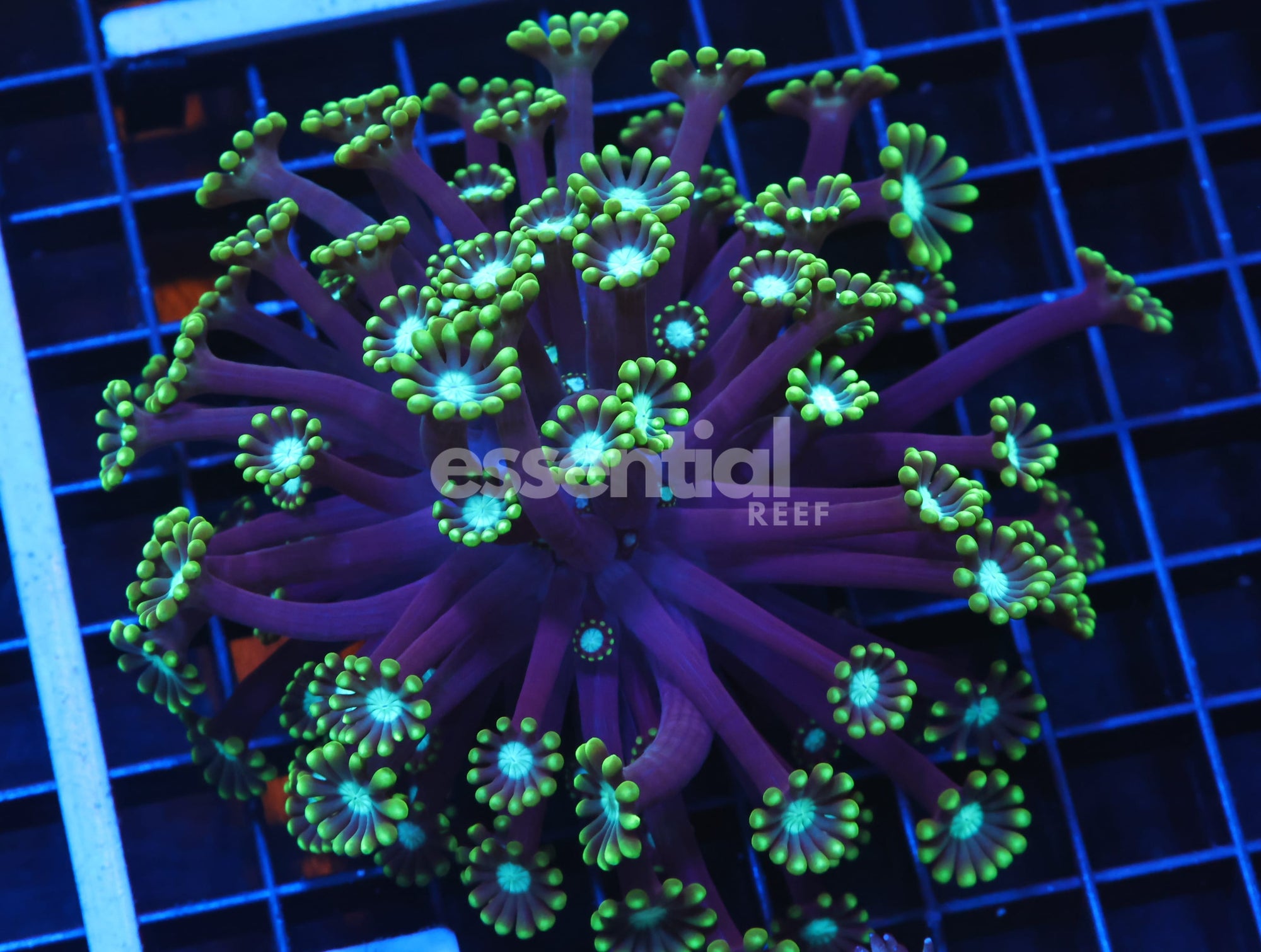 Watermarked - H58 - INDO METALLIC TIP ALVEOPORA
