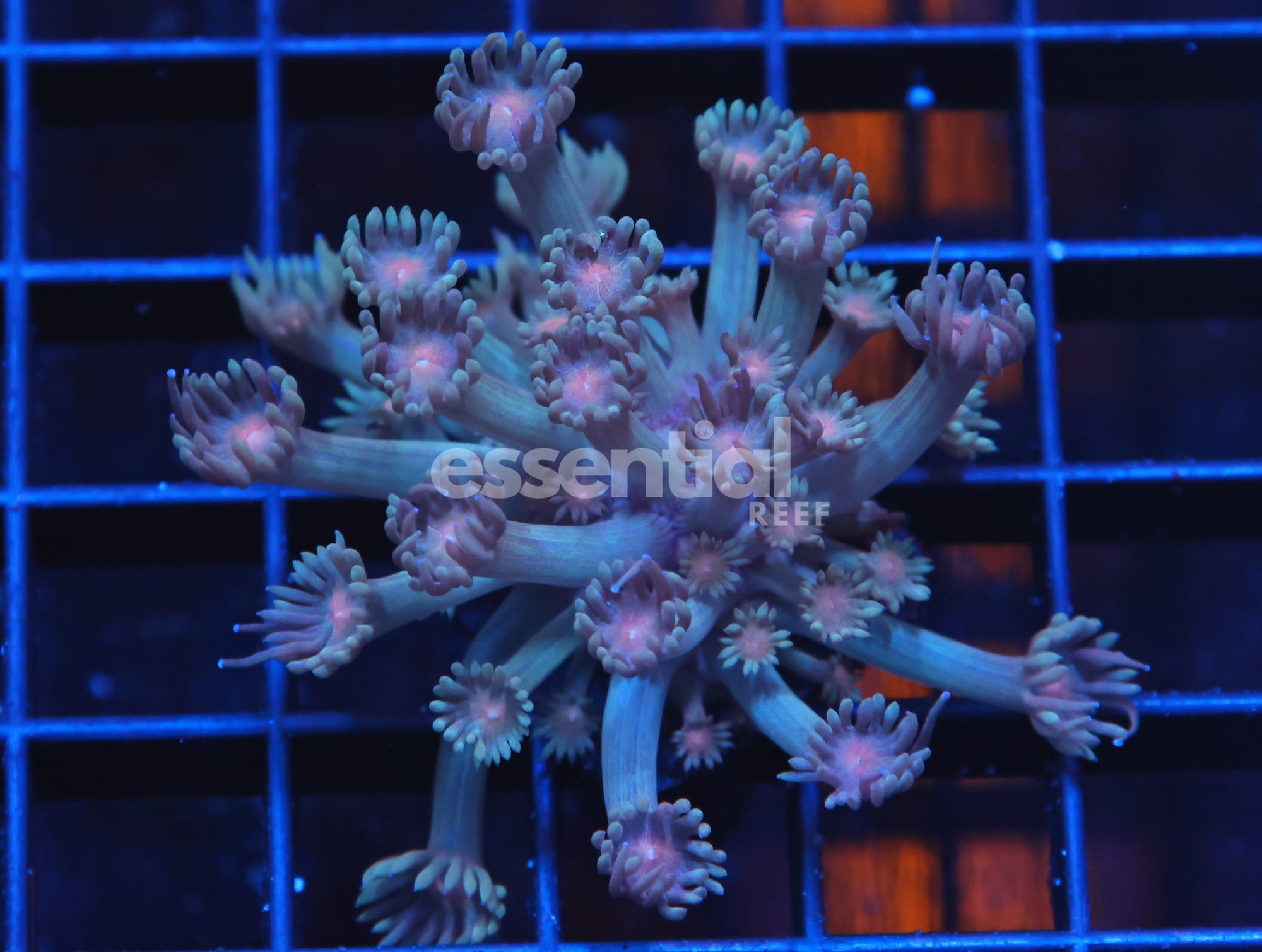 Watermarked - H61 - INDO CREAM EYE GONIOPORA