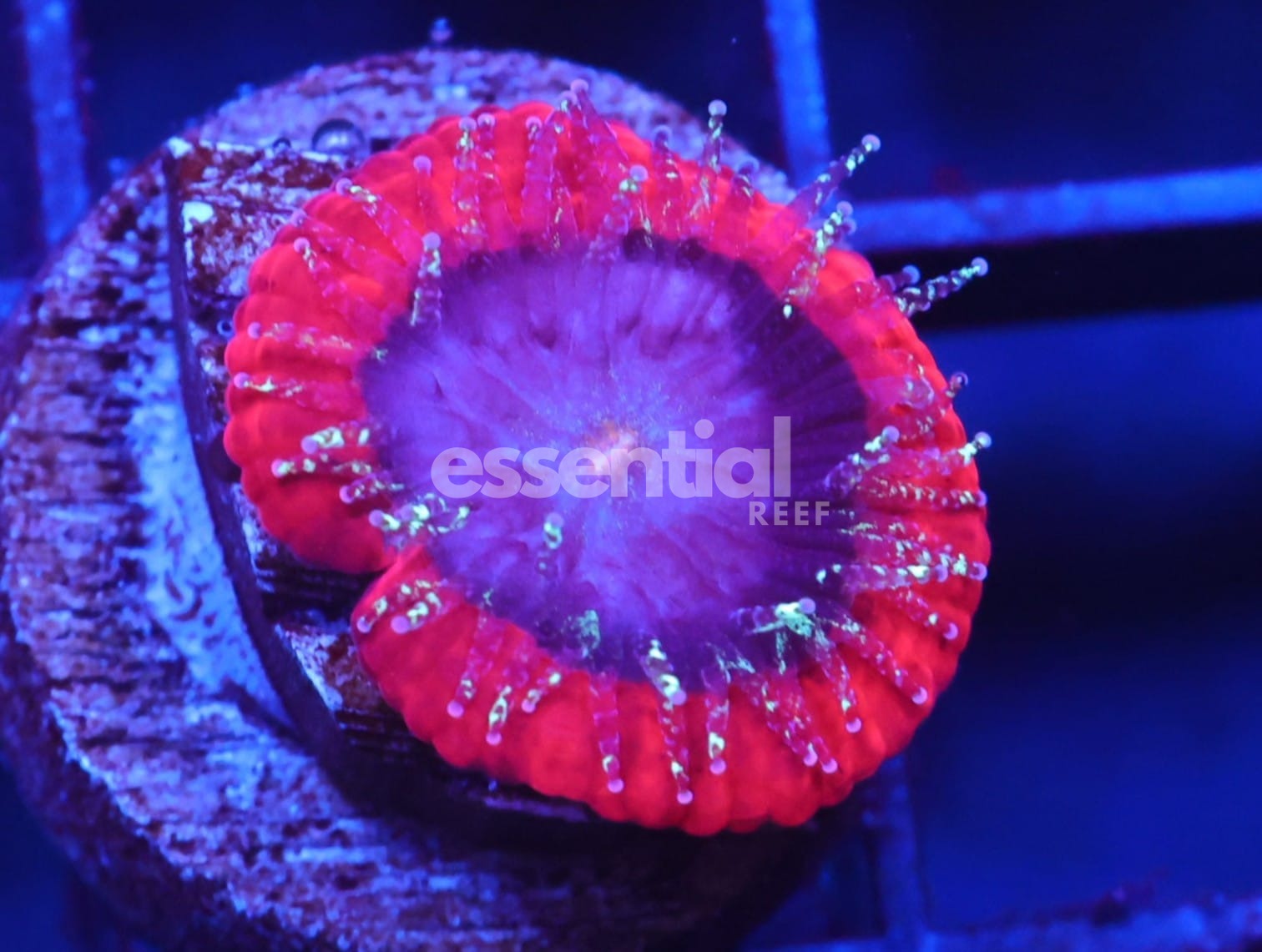 Watermarked - C613 -Almost Wysiwyg - Captive Spawned Trachy Red