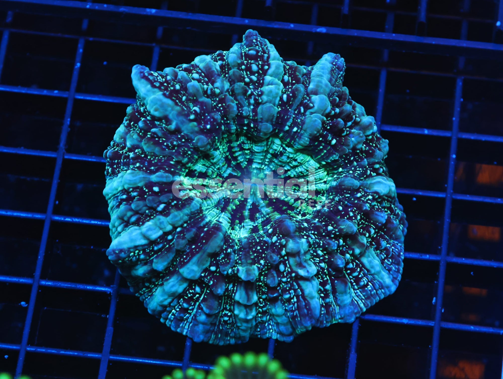 Watermarked - H68 - AUSSIE SPEARMINT ACANTHOPHYLLIA