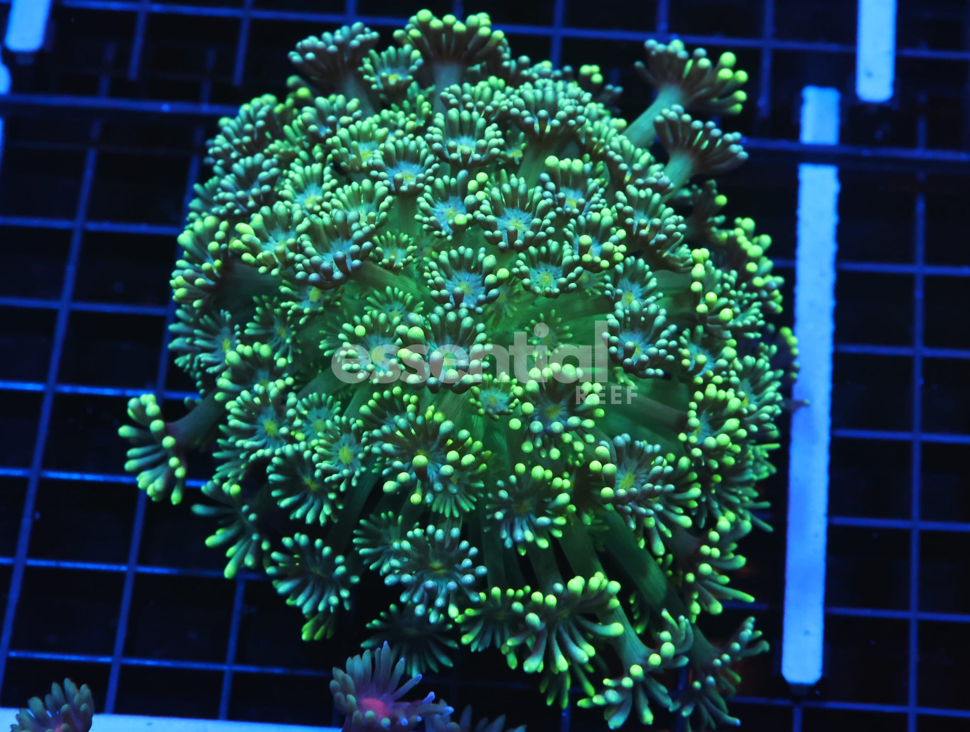 Watermarked - H69 - INDO LEMON LIME GONIOPORA