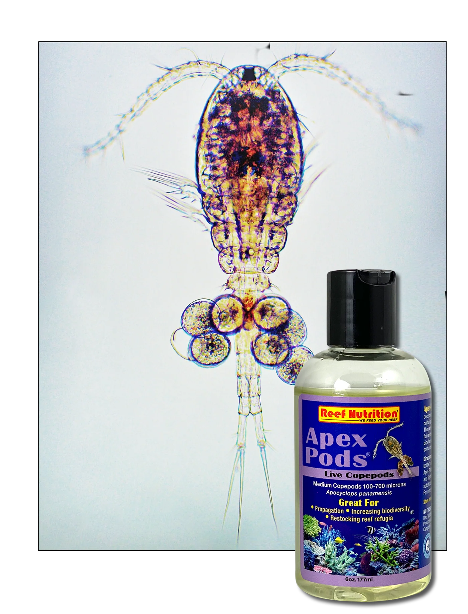 RN - Apex Pods Live  (Apo Cyclops) - 6 oz. - DO NOT REFRIGERATE - POP CAP OPEN