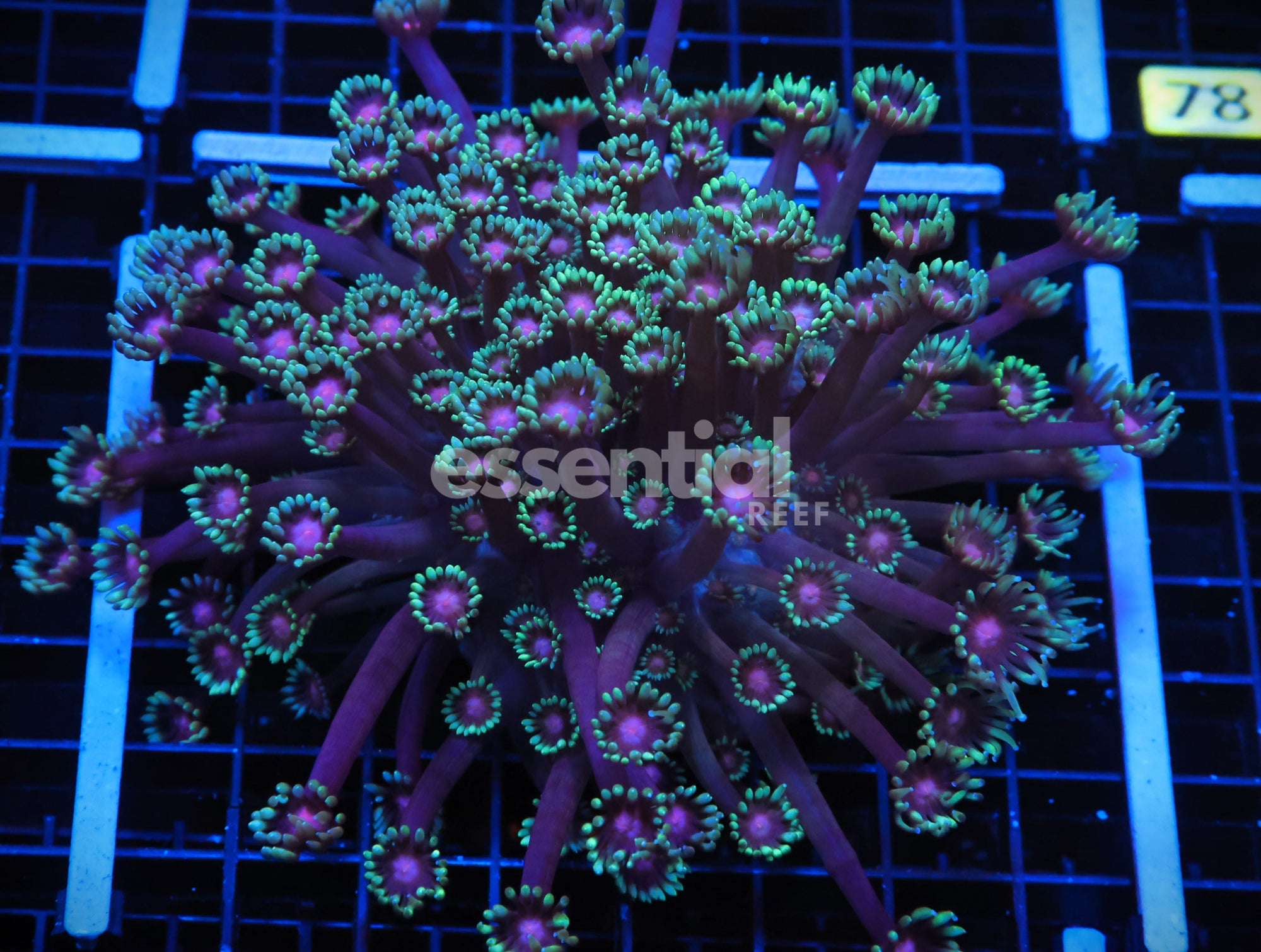 Watermarked - H72 - INDO PINK EYE GONIOPORA