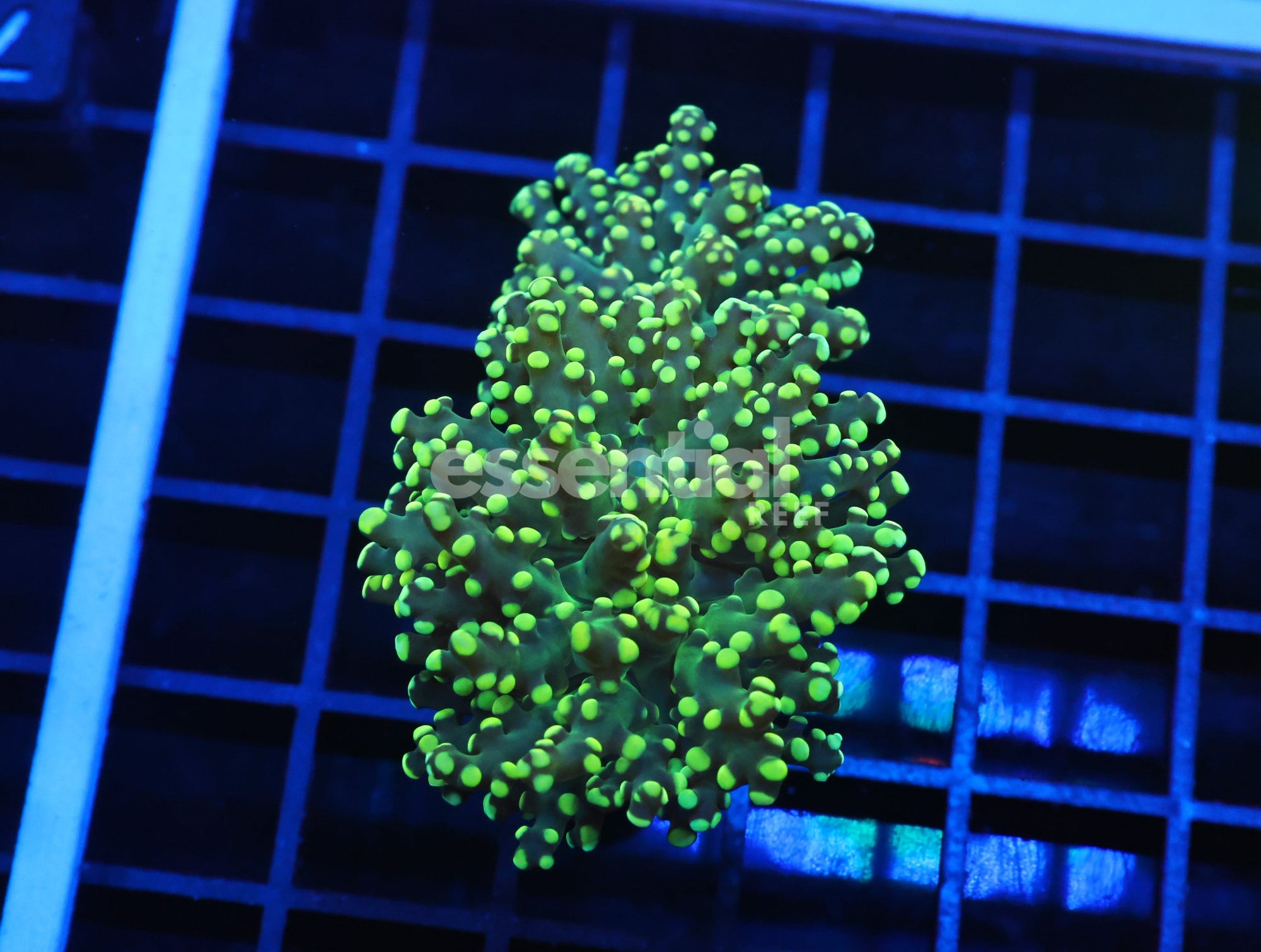 Watermarked - J76 - Indo Frogspawn Branch Gamma Ray 2 Head