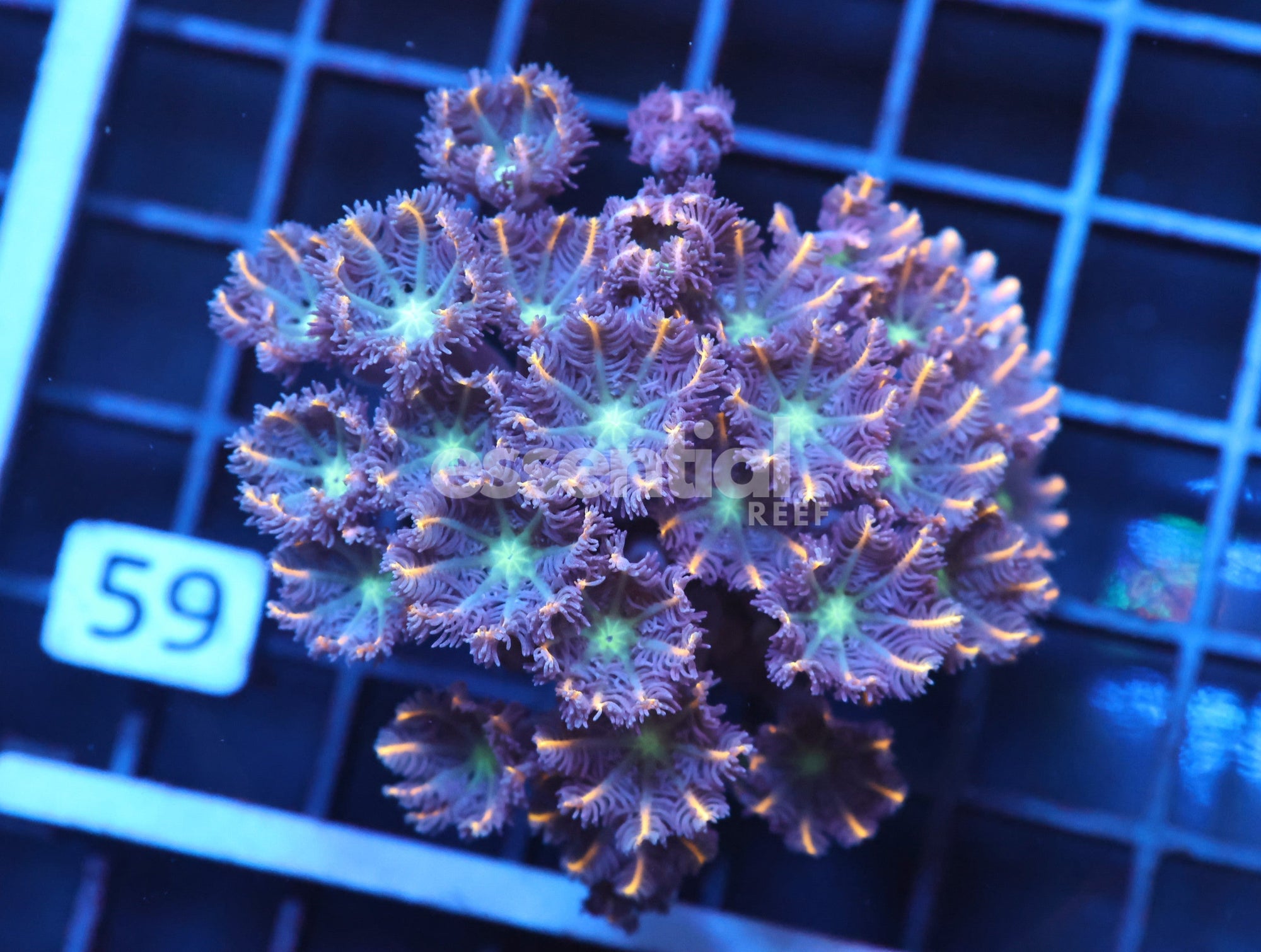 Watermarked - J59 - INDO GLOVE POLYP FIREWORKS