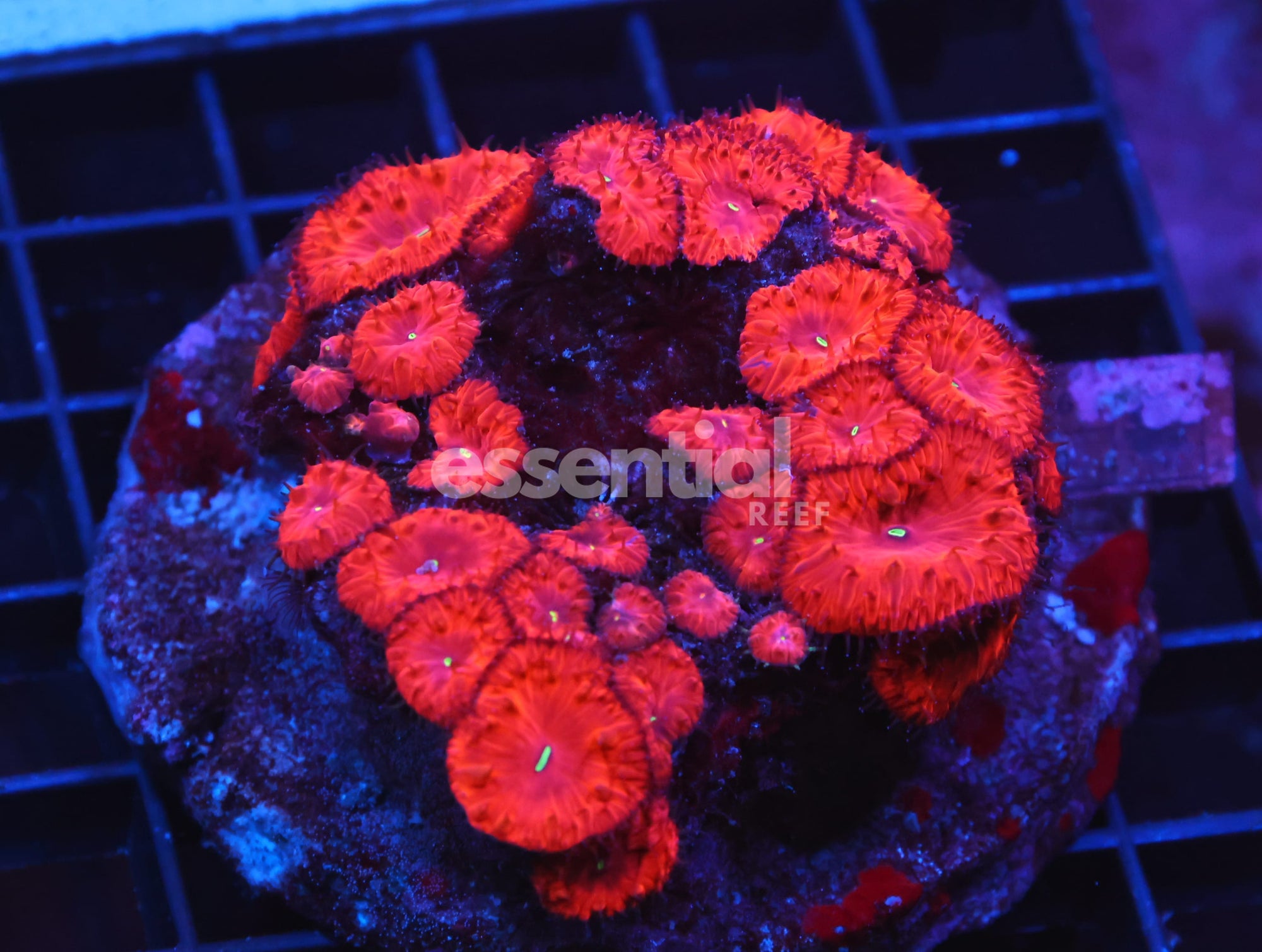 Watermarked - H75 - INDO RUBY RED BLASTO
