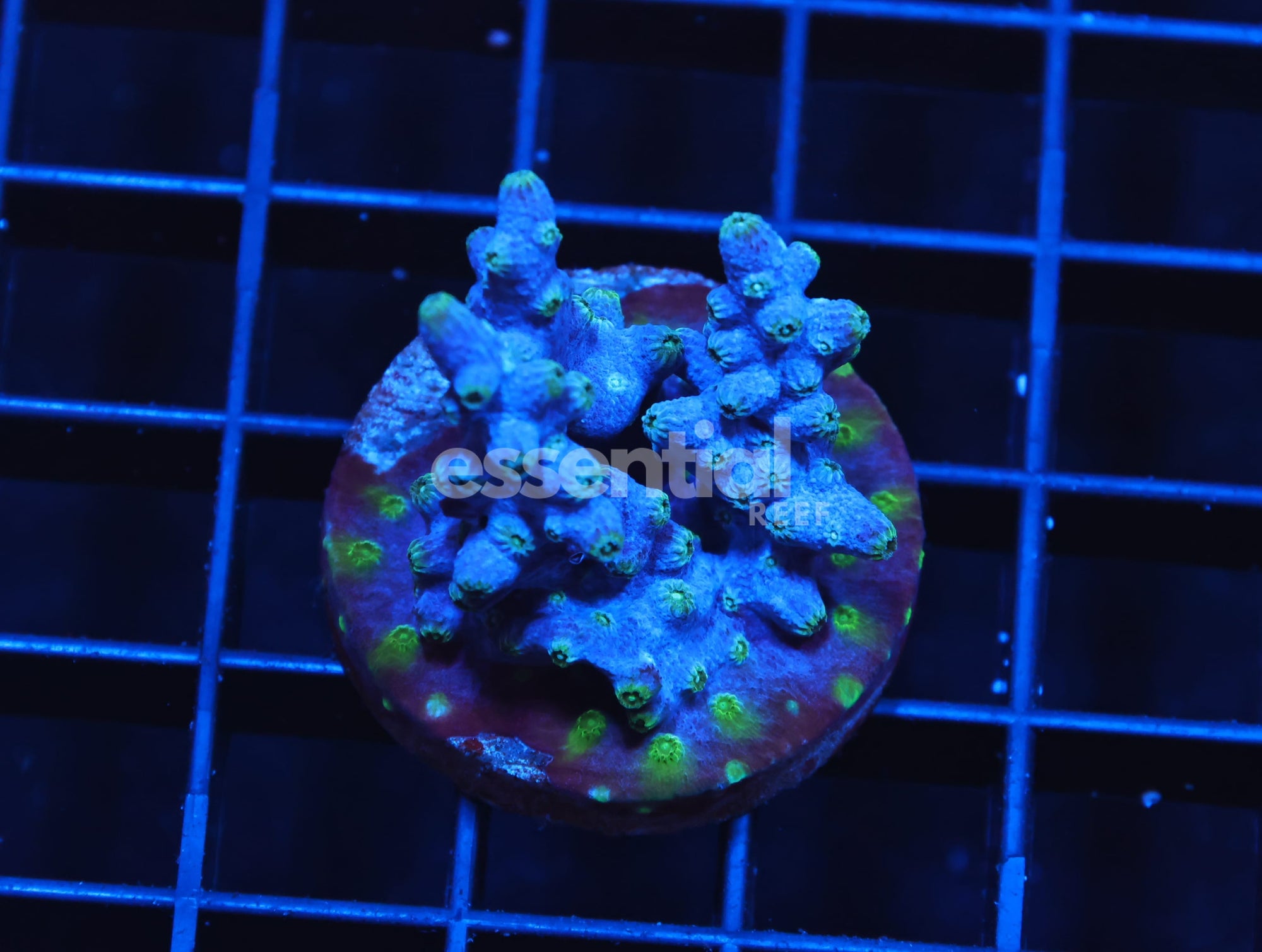Watermarked - H76 - AUSSIE BRANCHING CYPHASTREA CULTURED