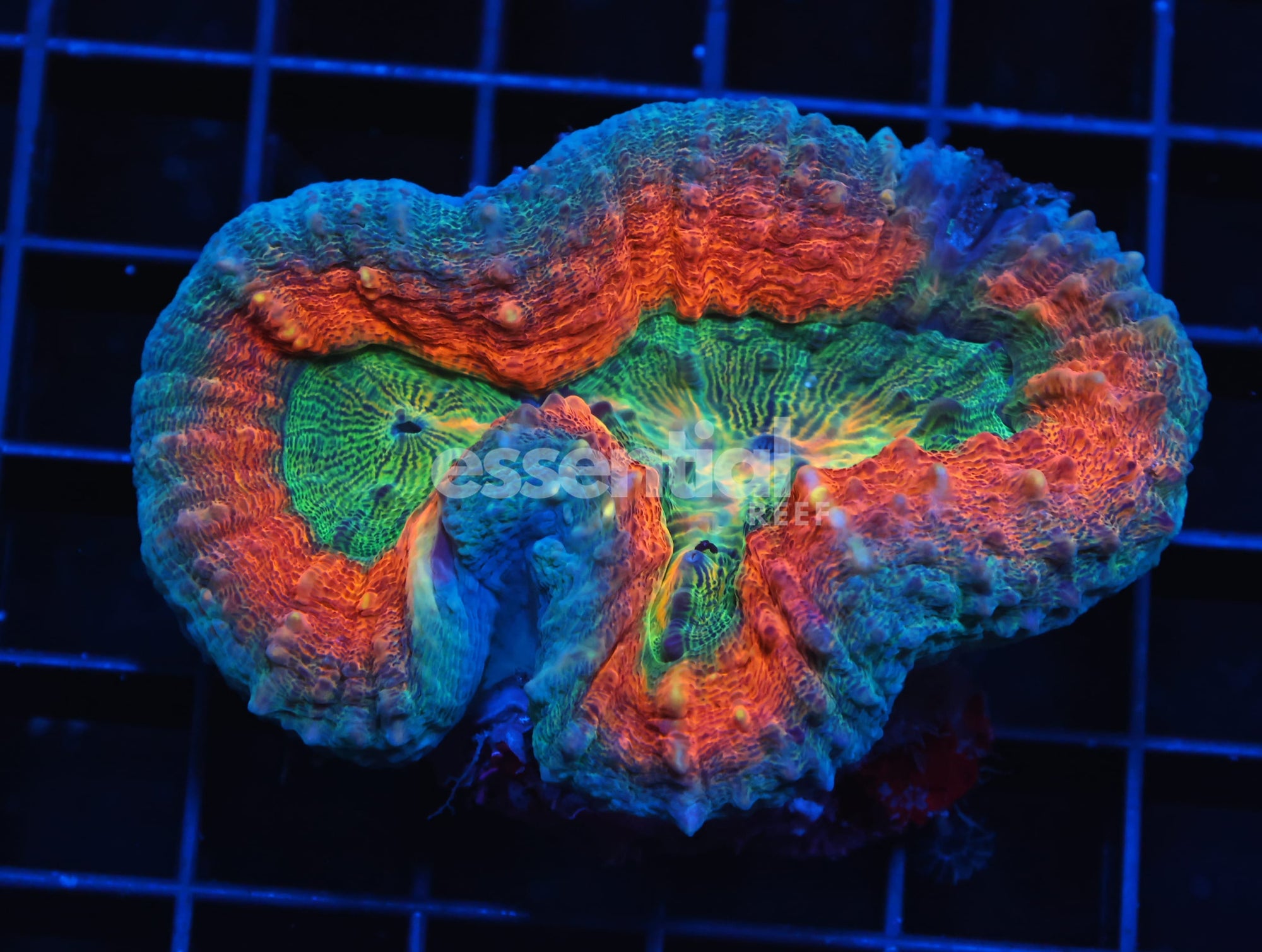 Watermarked - H77 - AUSSIE GOLD RUSH LOBO
