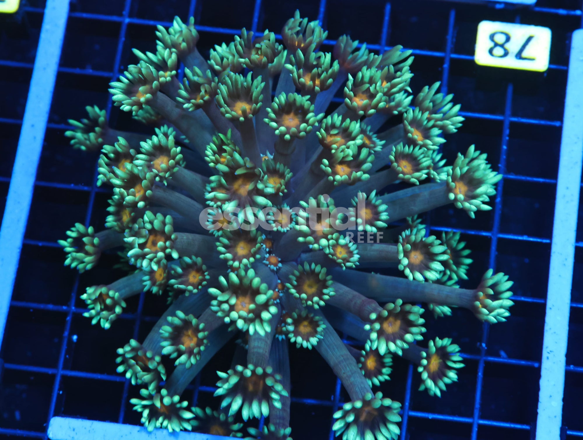 Watermarked - H78 - INDO YELLOW SNOWCONE GONIOPORA